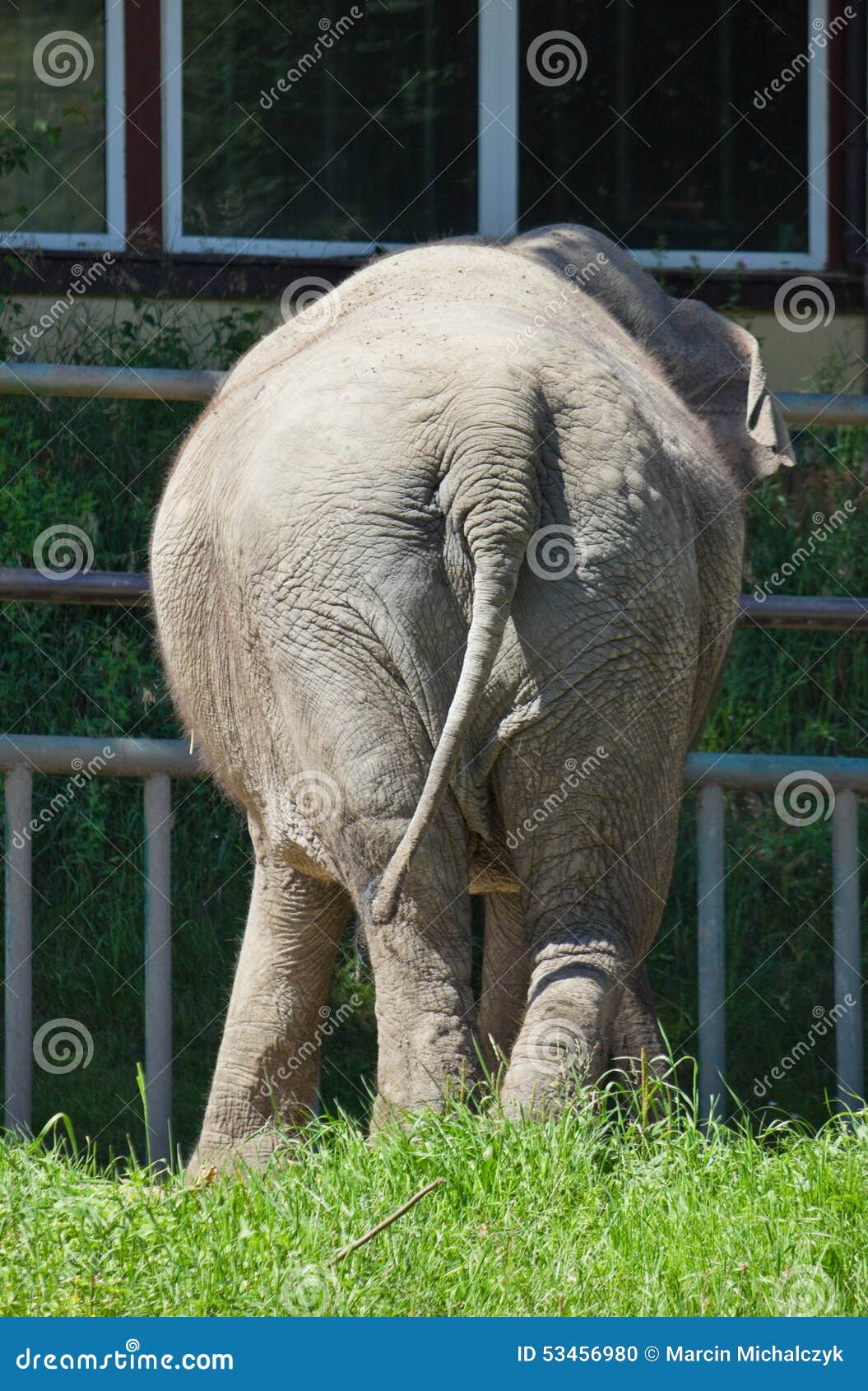 Elephant at the zoo stock photo. Image of buttock, dangerous - 53456980