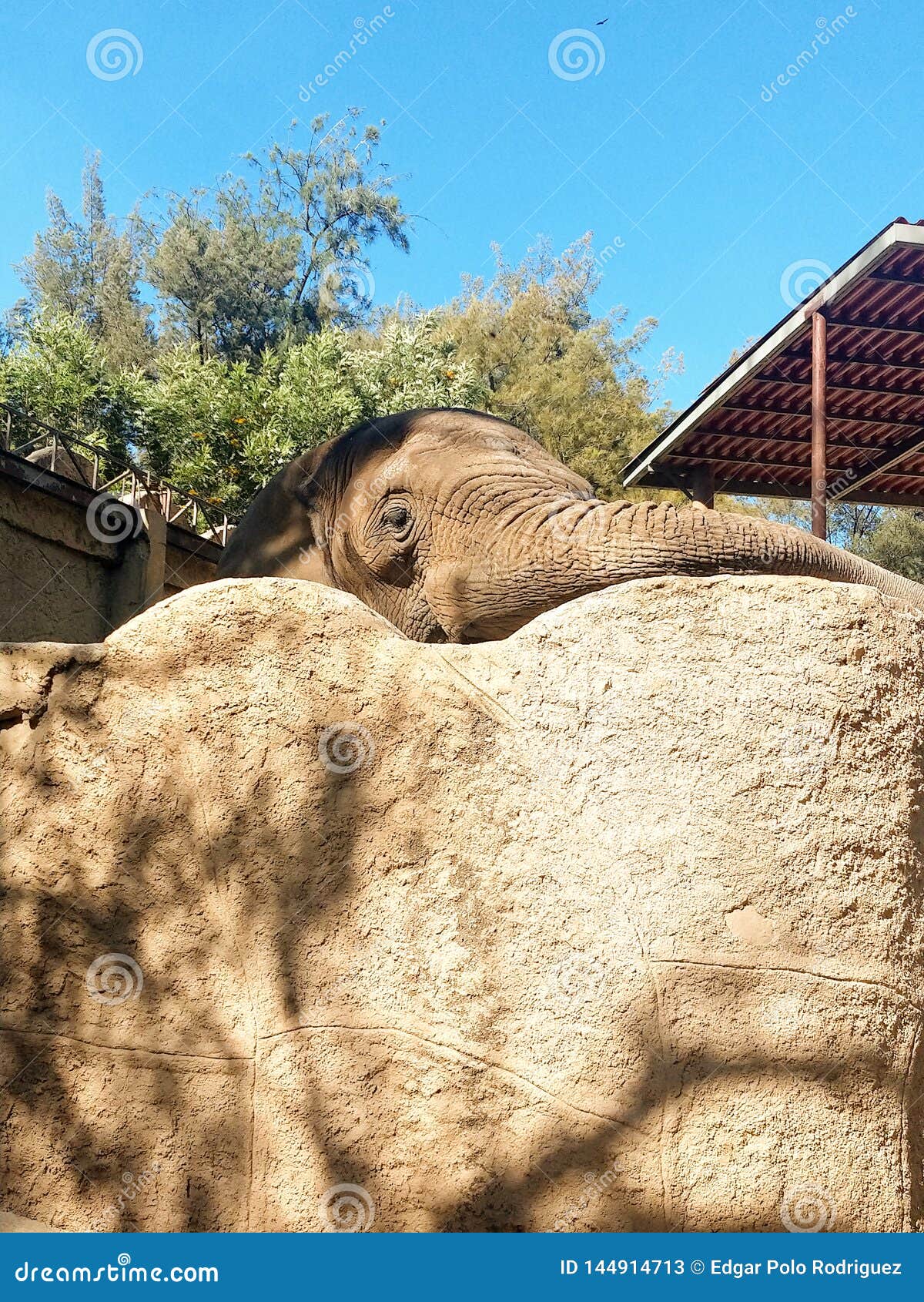 Elephant Zoo Sunbathing Animals Expressionless Stock Image Image of