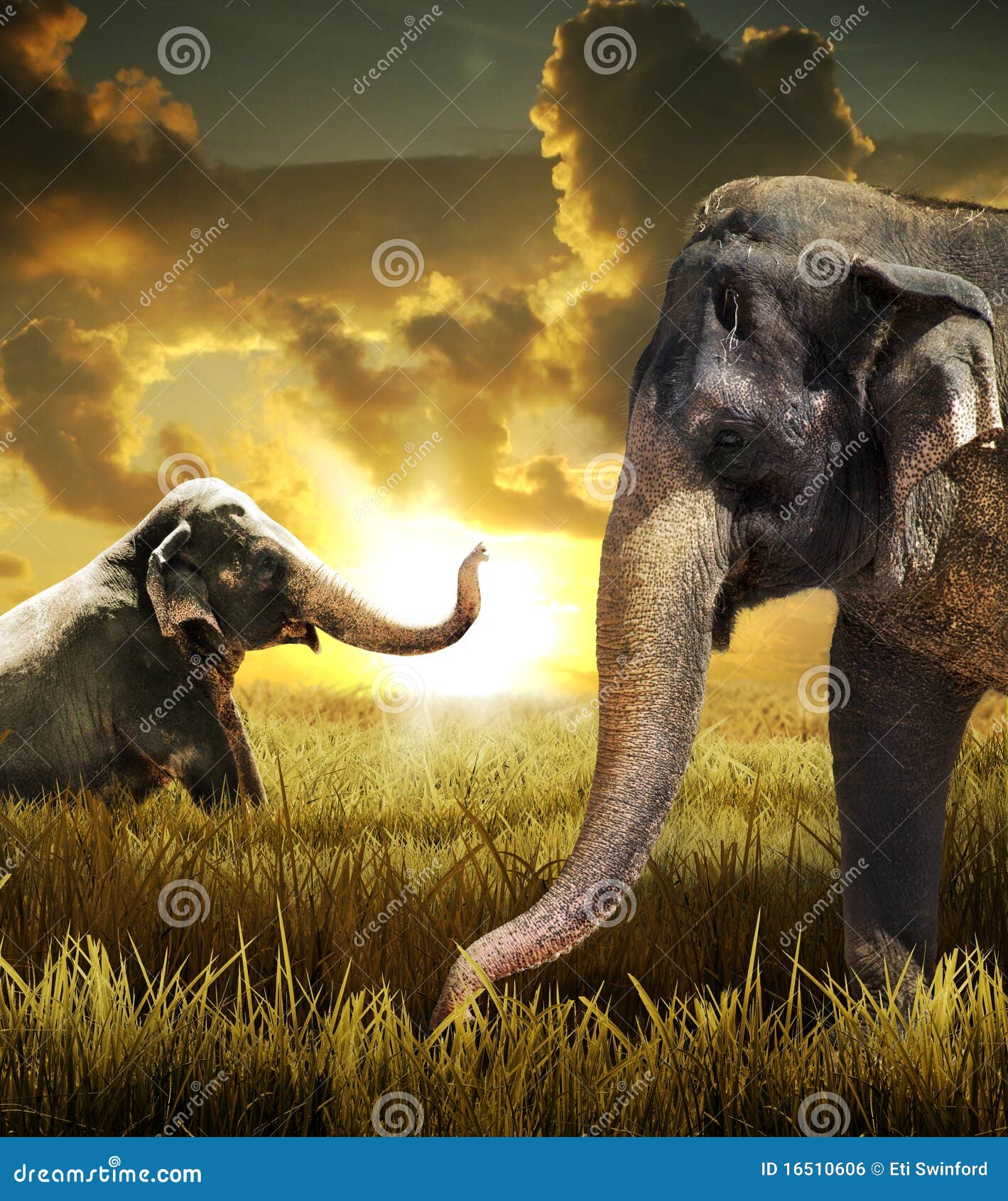 Elephant, animal, wild, face, HD phone wallpaper | Peakpx