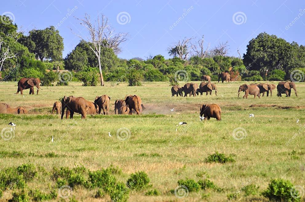 Elephants Africa stock image. Image of herbivores, endangered - 18185559