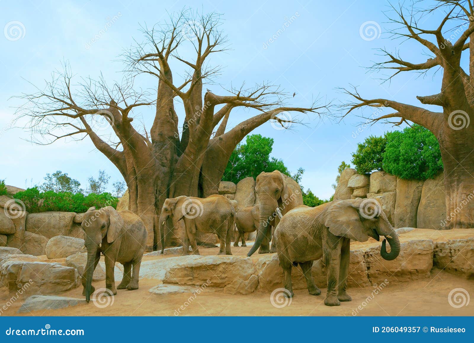 elephants and baobabs