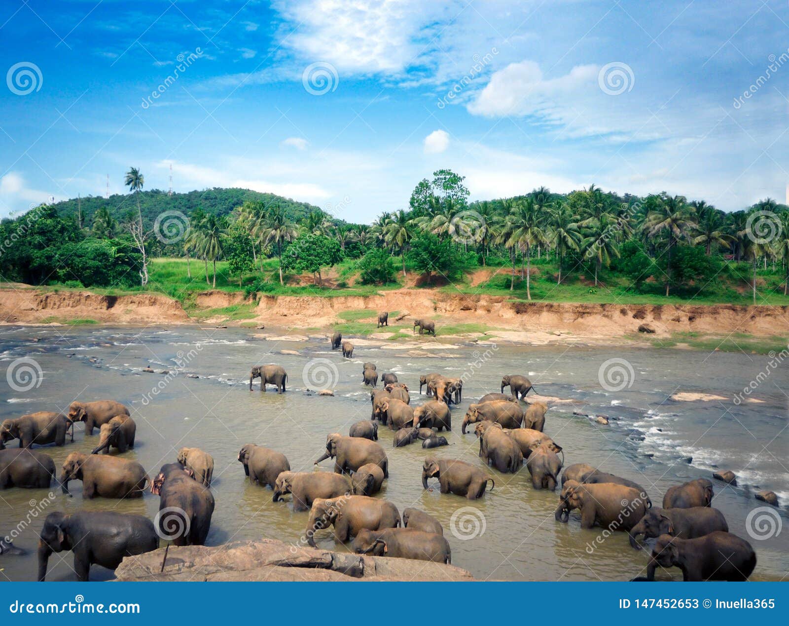 elephants bathe in the oya river in sri lanka, pinnawala elephant orphanage