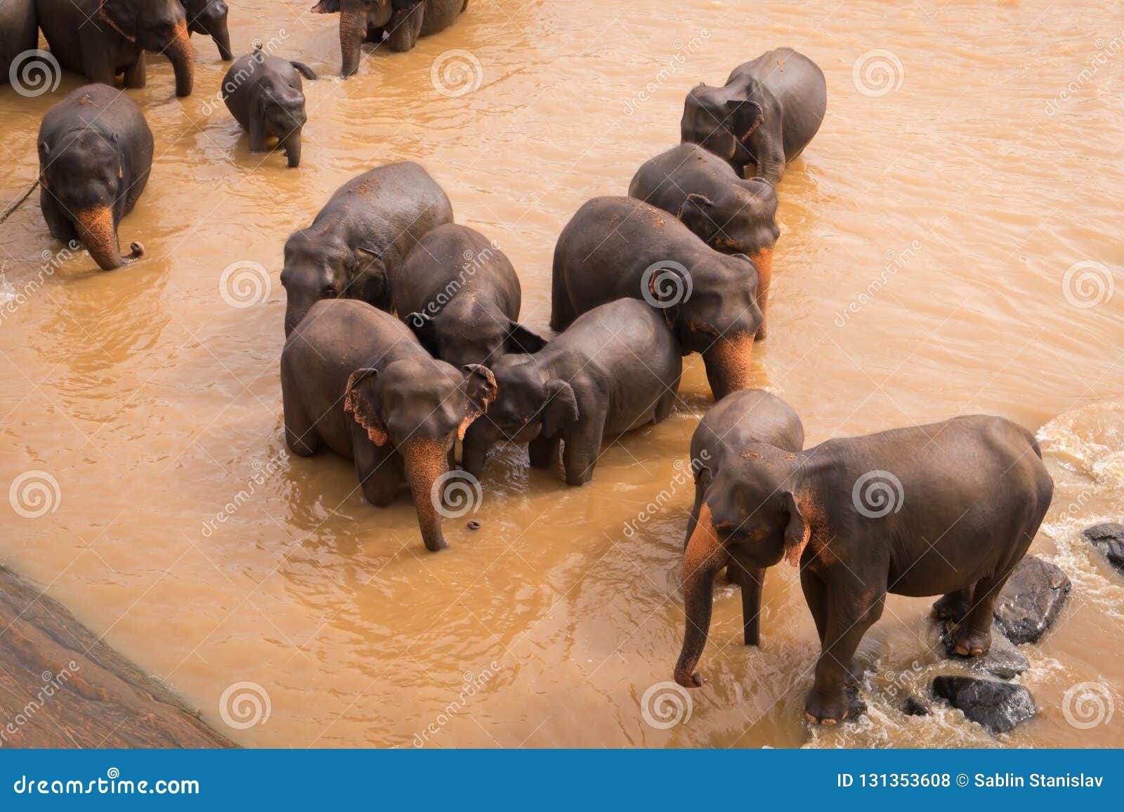 elephants bathe in the river.