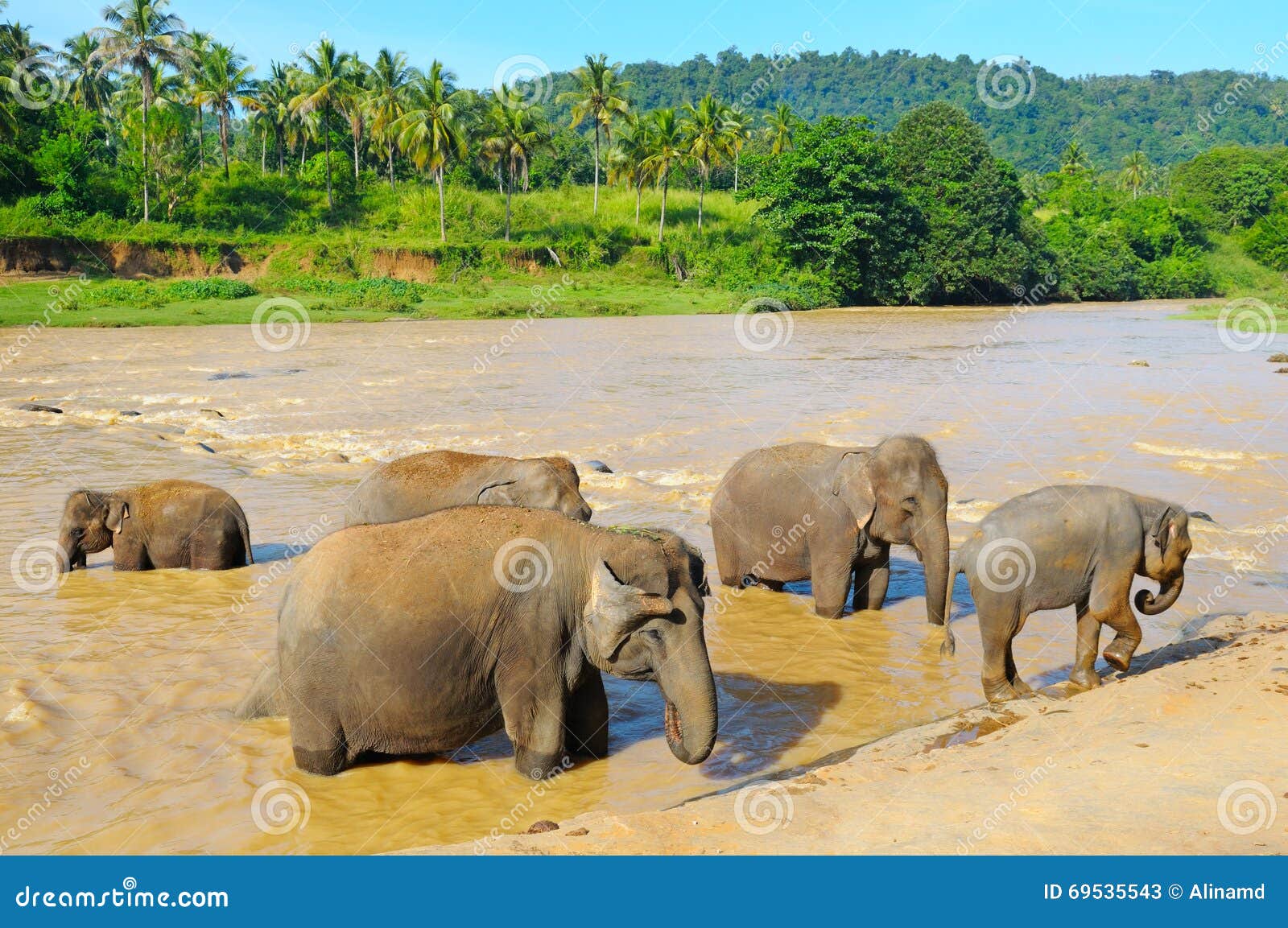 A elephants bathing in the river
