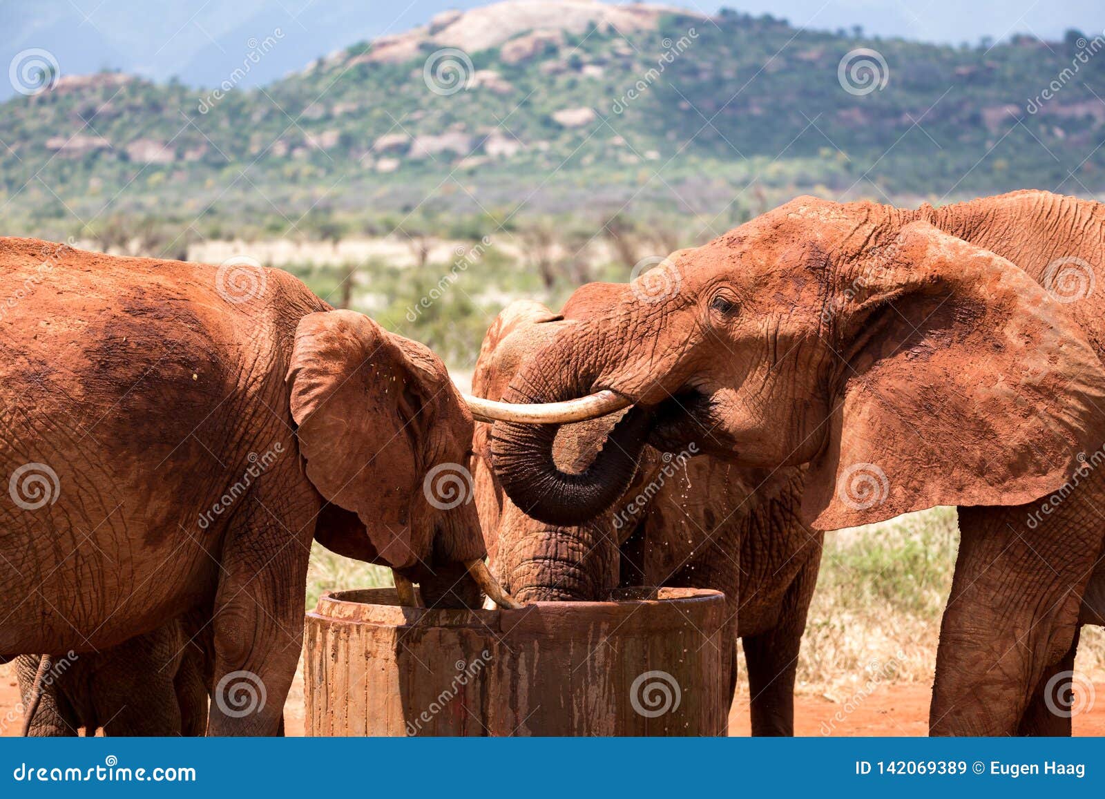 Elephants Drink Water from a Water Tank Stock Image Image of animals