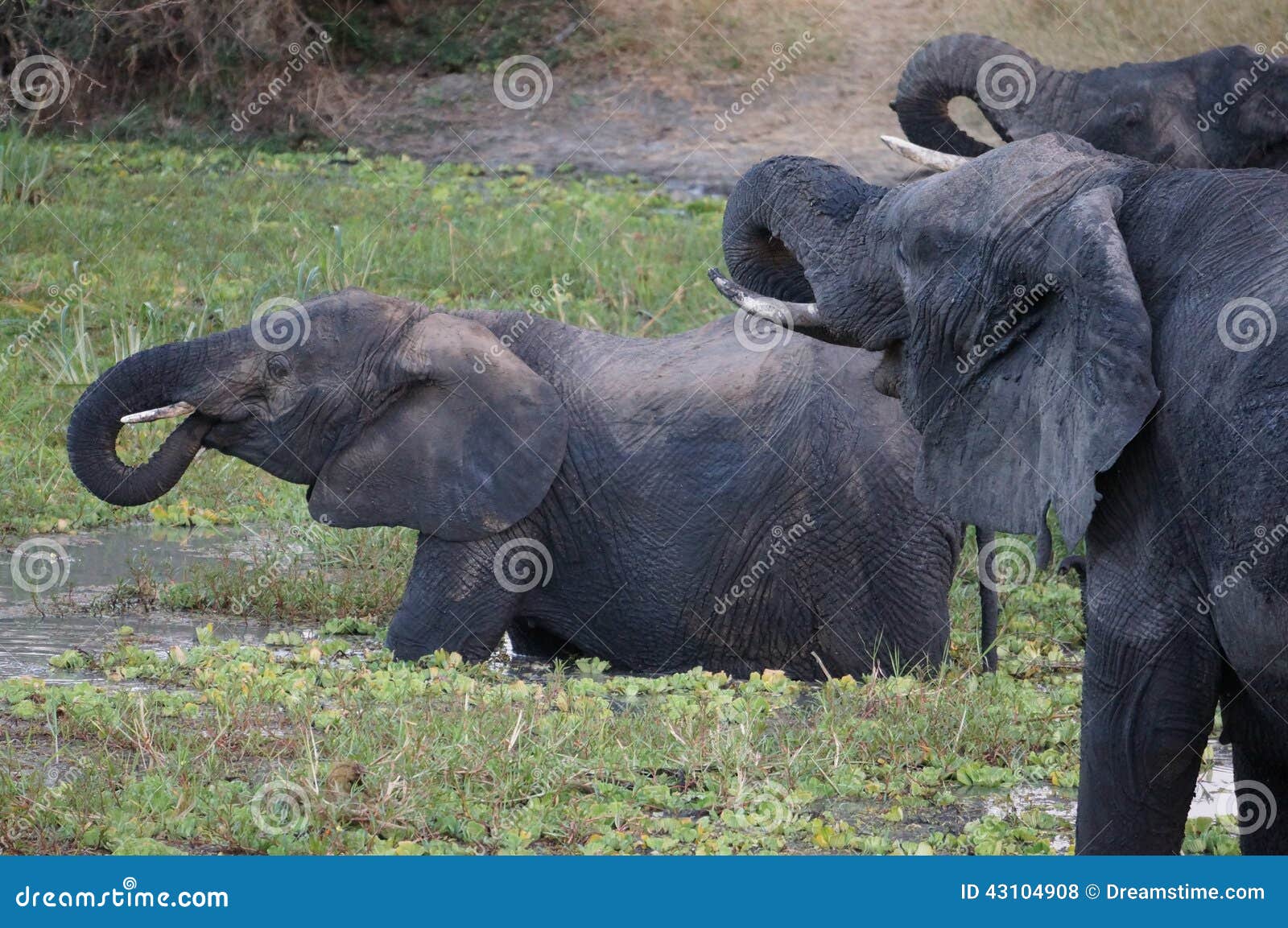 elephants in a drinking pool