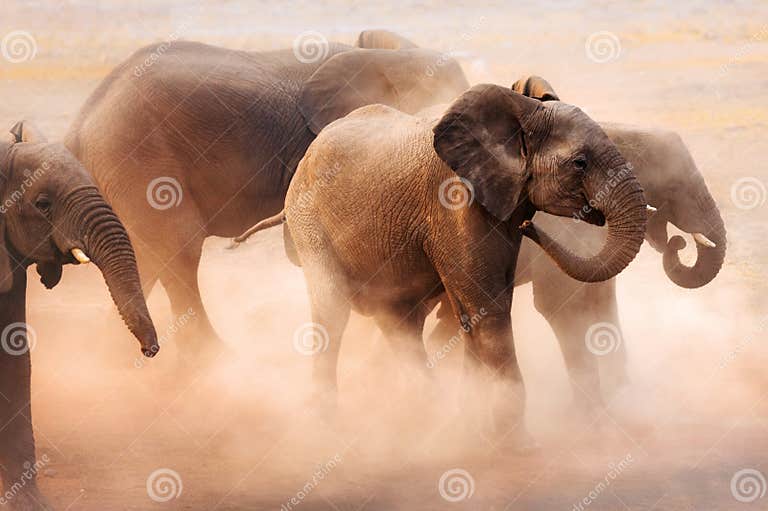 Elephants in dust stock image. Image of namibia, commotion 14895627