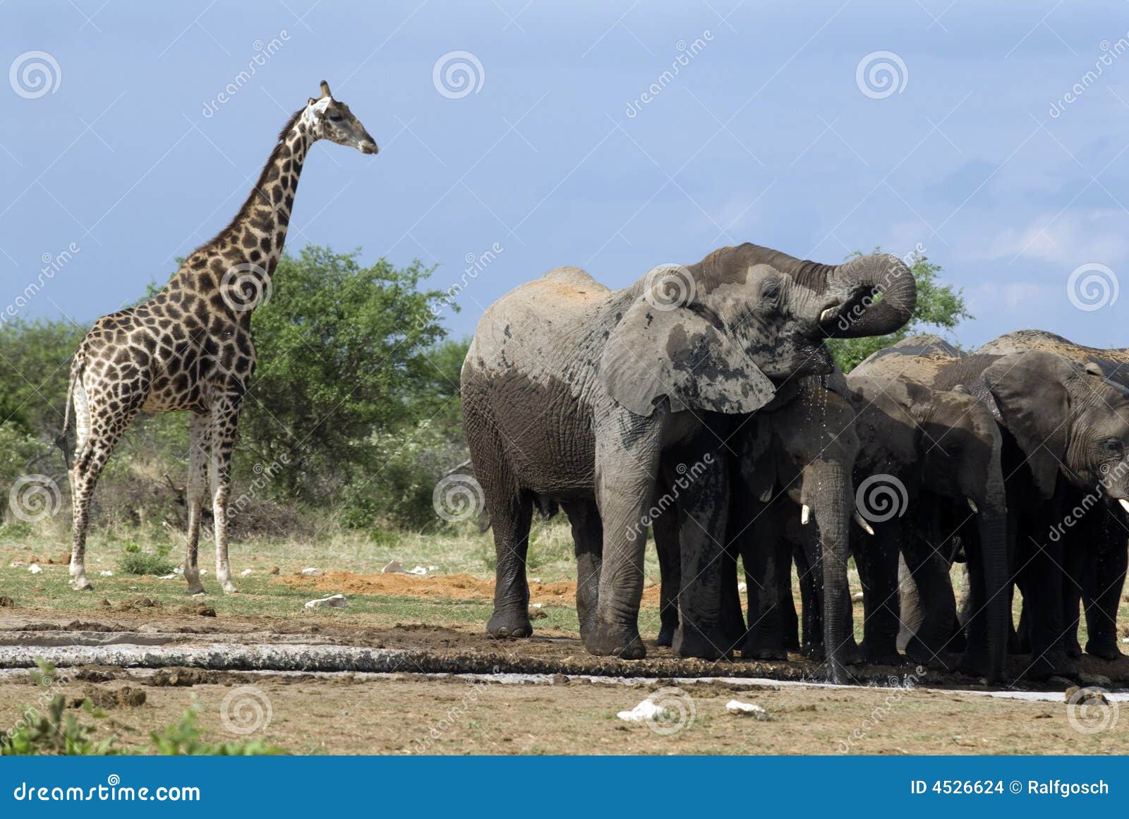 elephants in etosha nationalpark, namibia