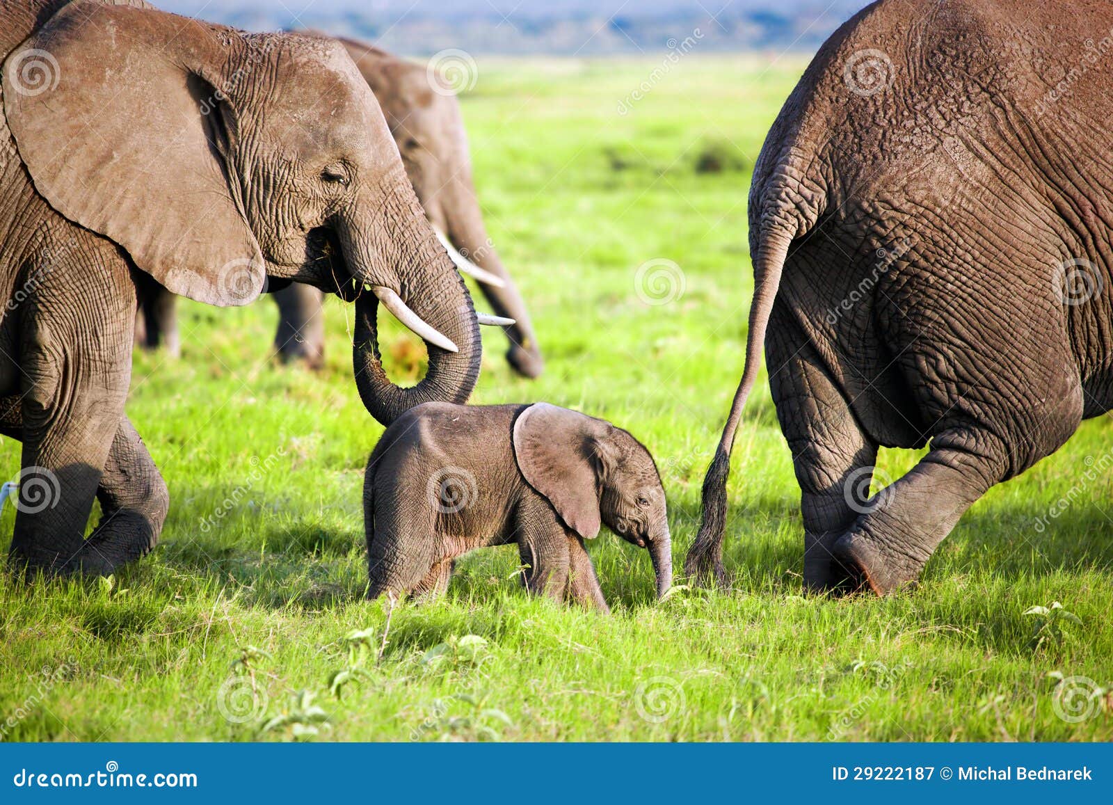 elephants family on savanna. safari in amboseli, kenya, africa