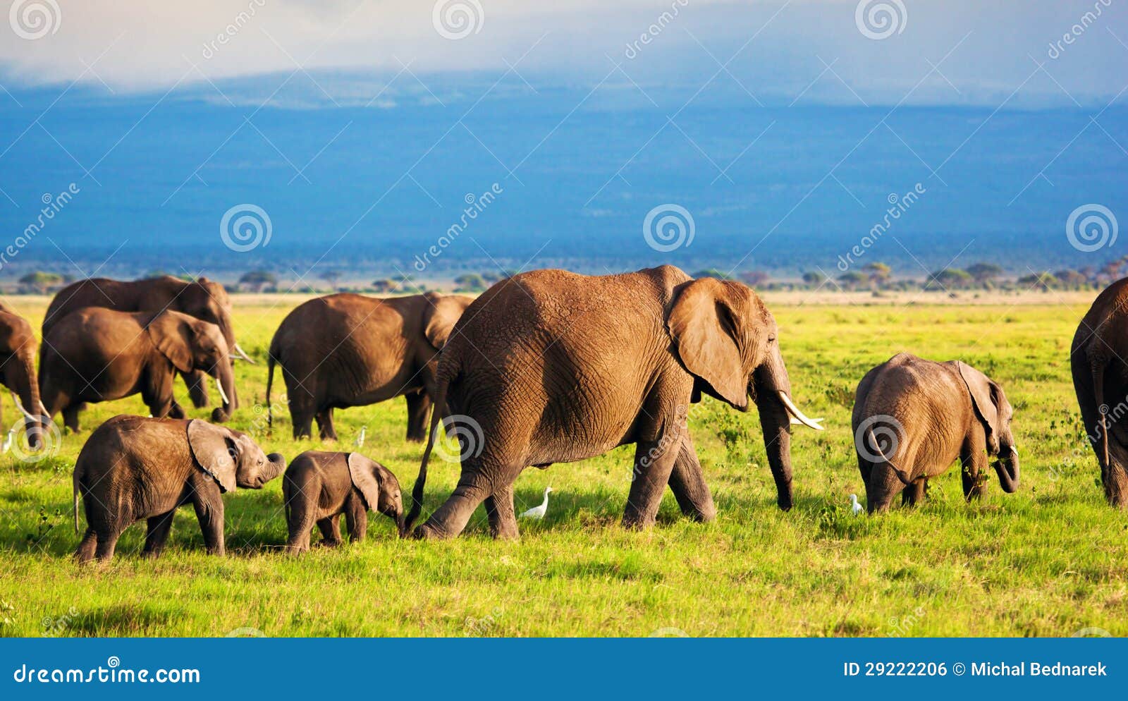 elephants family on savanna. safari in amboseli, kenya, africa