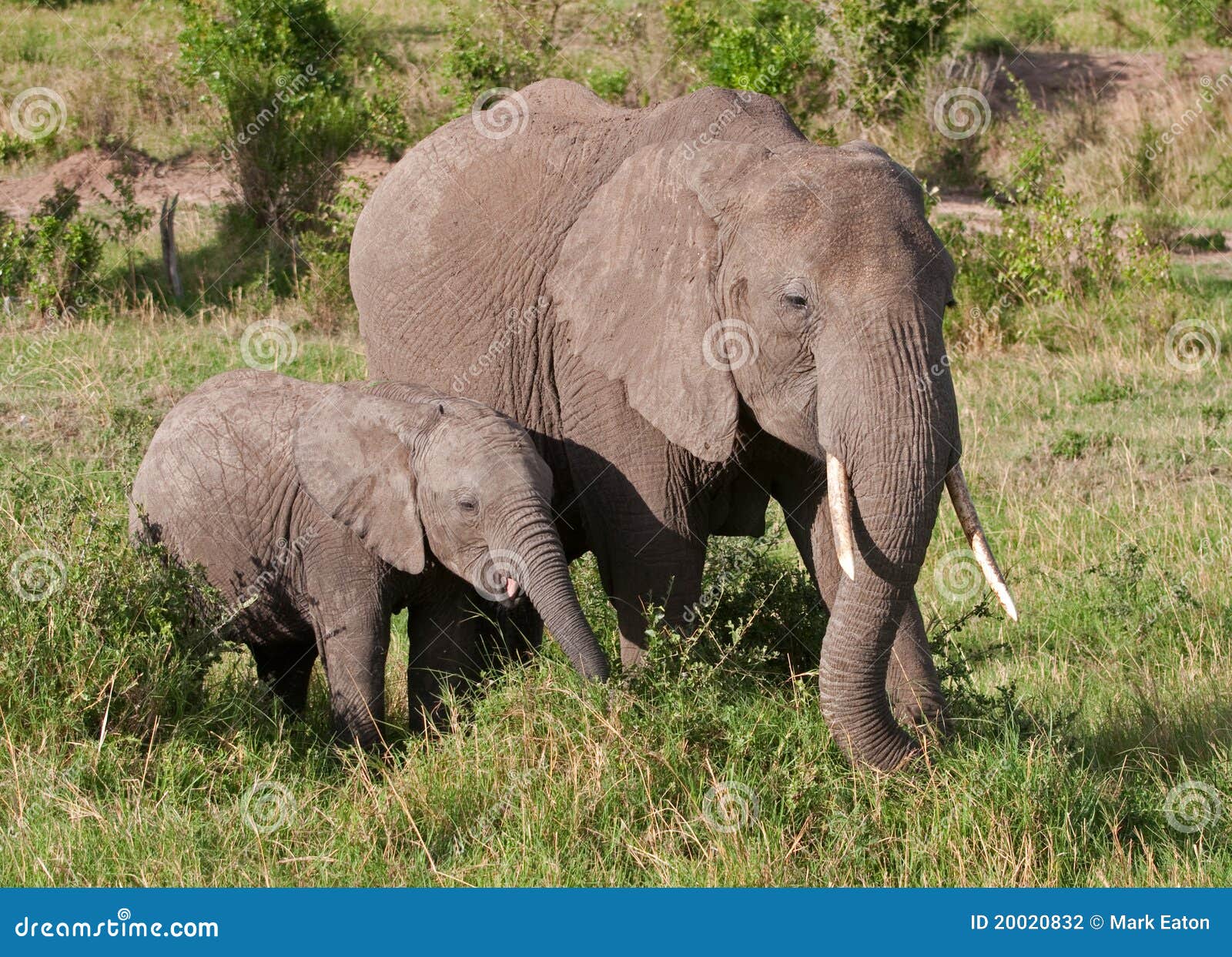 Elephants Feeding stock photo. Image of dominate, ears 20020832