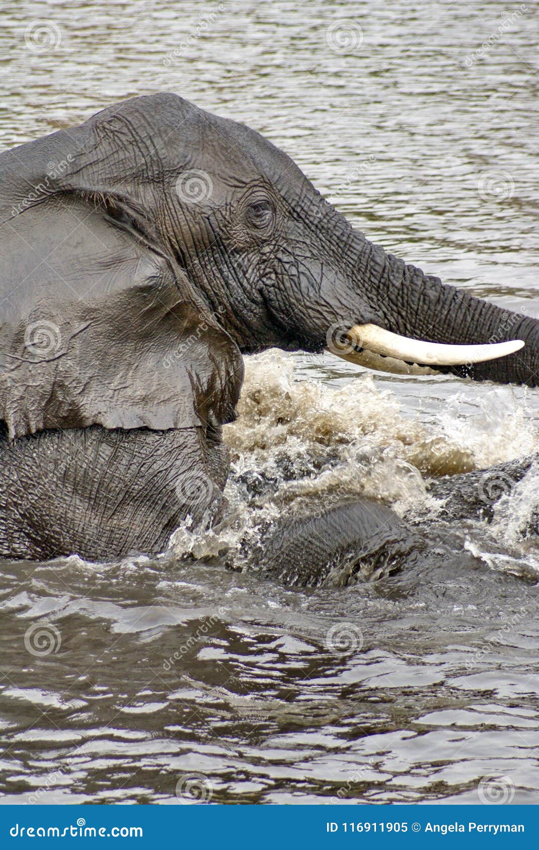 Elephants Having Sex In The River Stock Image Image Of Chobe
