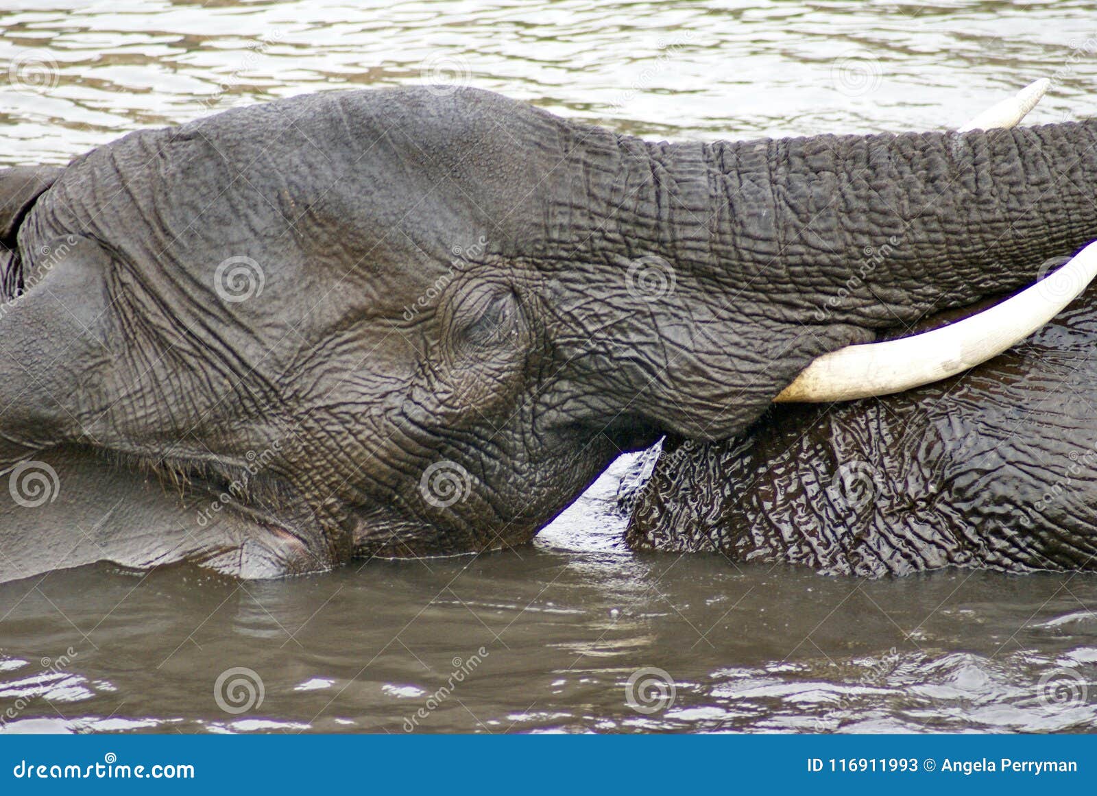 Elephants Having Sex In The River Stock Image Image Of Pachyderm