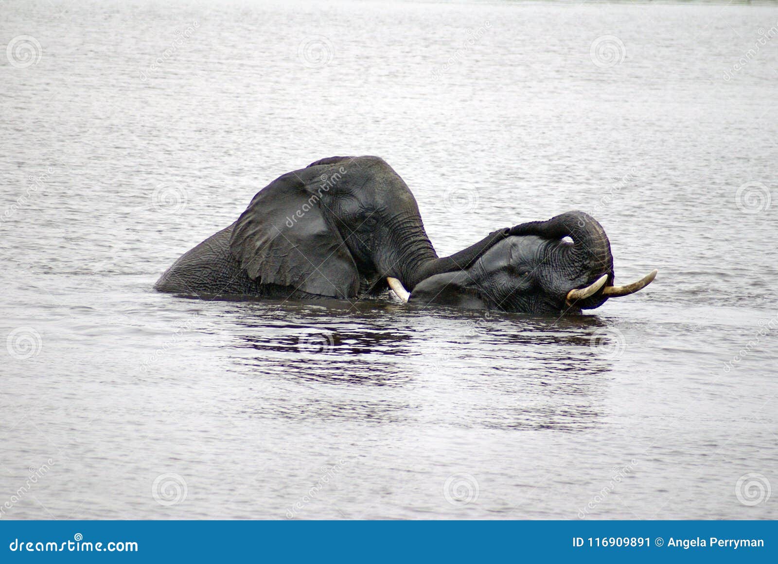 Elephants Having Sex In The River Stock Image Image Of