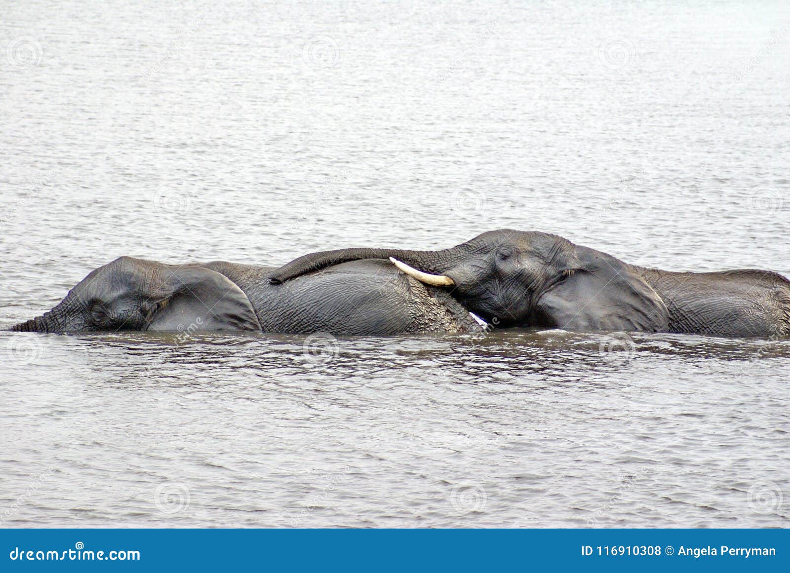 Elephants Having Sex In The River Stock Photo Image Of River