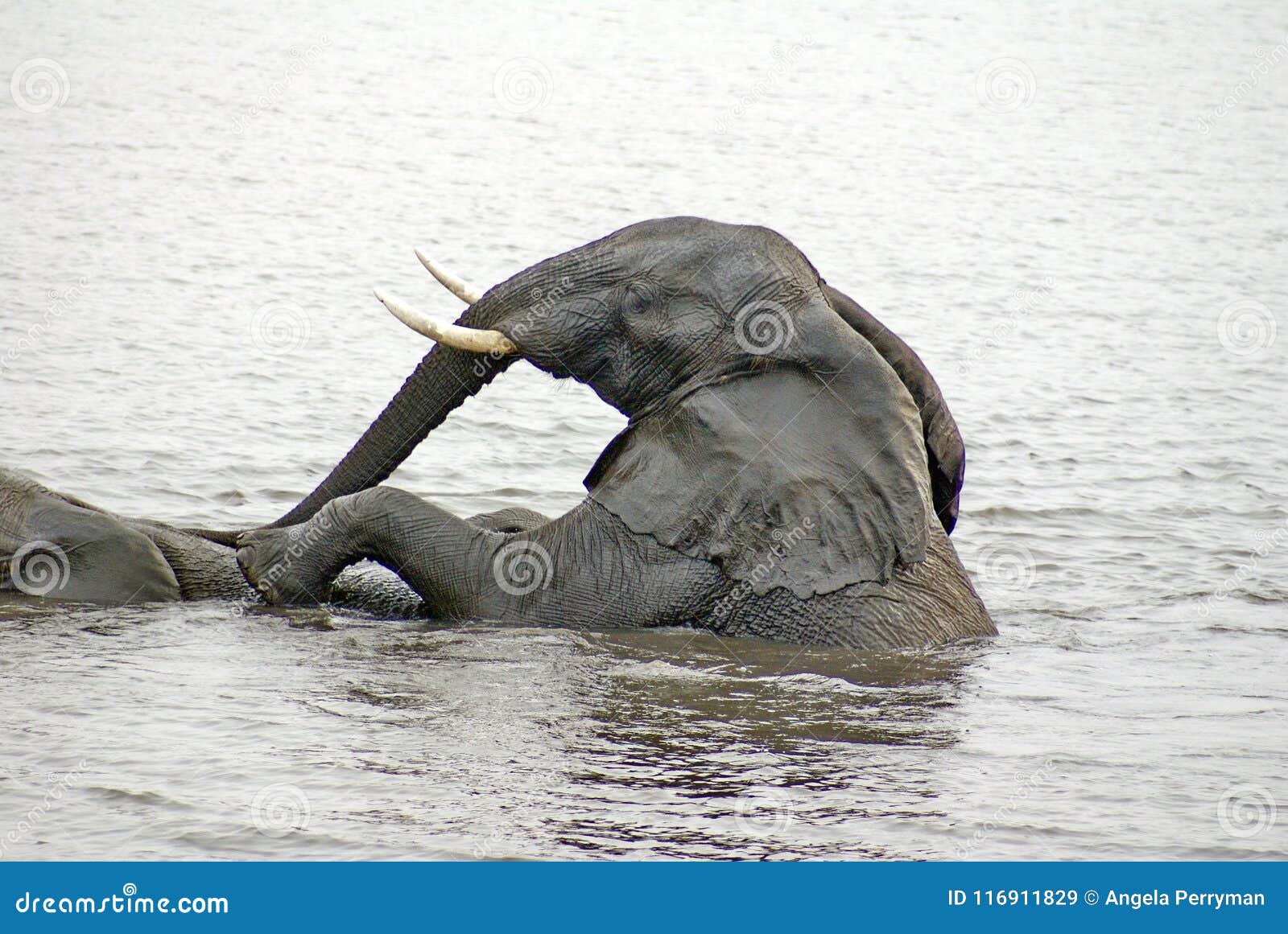 Elephants Having Sex In The River Stock Image Image Of Bushveld