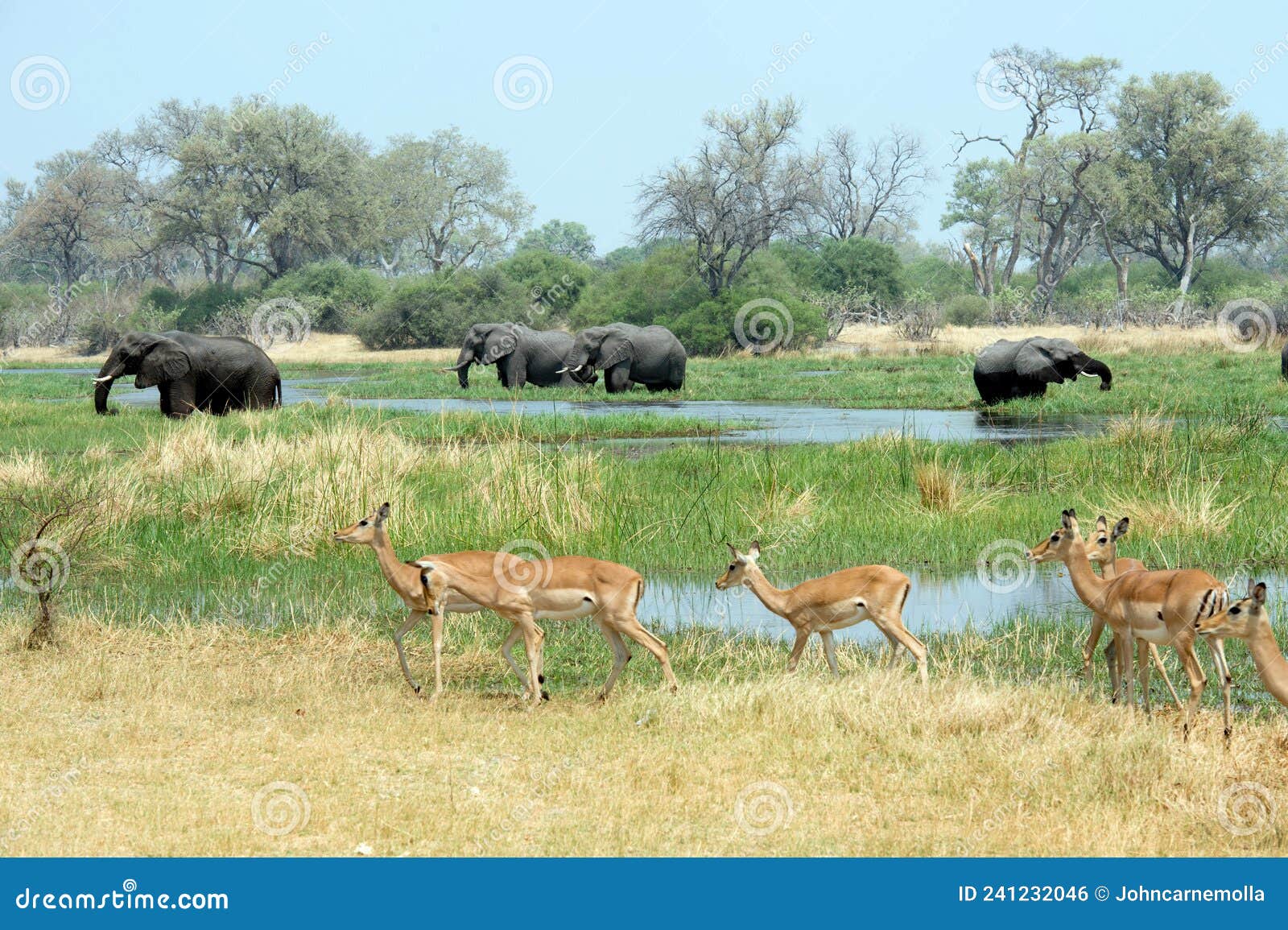 elephants and impala graze.