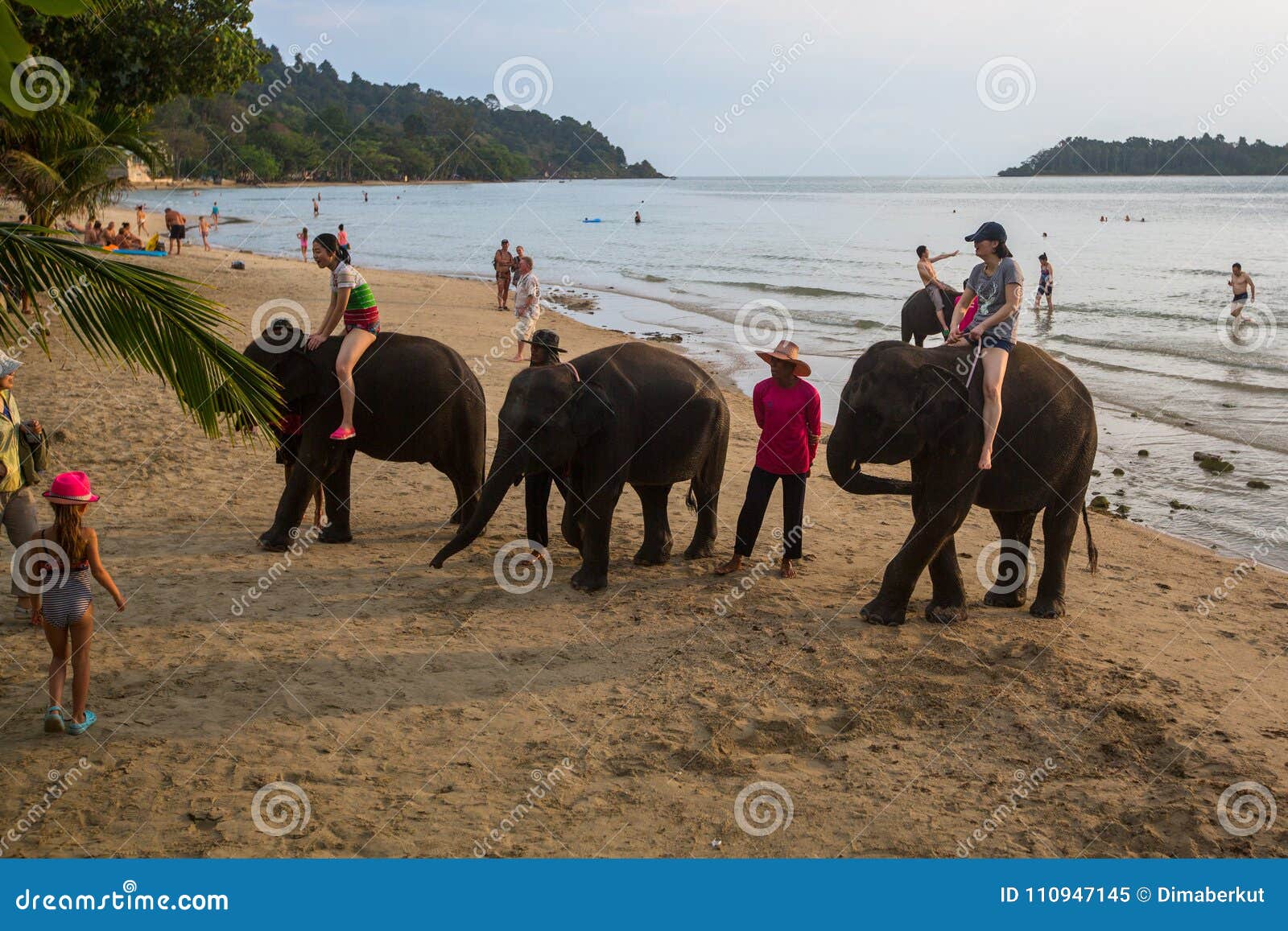 Elephants on the Island. from Farm Animals Nowadays Development of the  Tourism Industry Found a New Use for Elephants in Thailand Editorial Image  - Image of large, people: 110947145