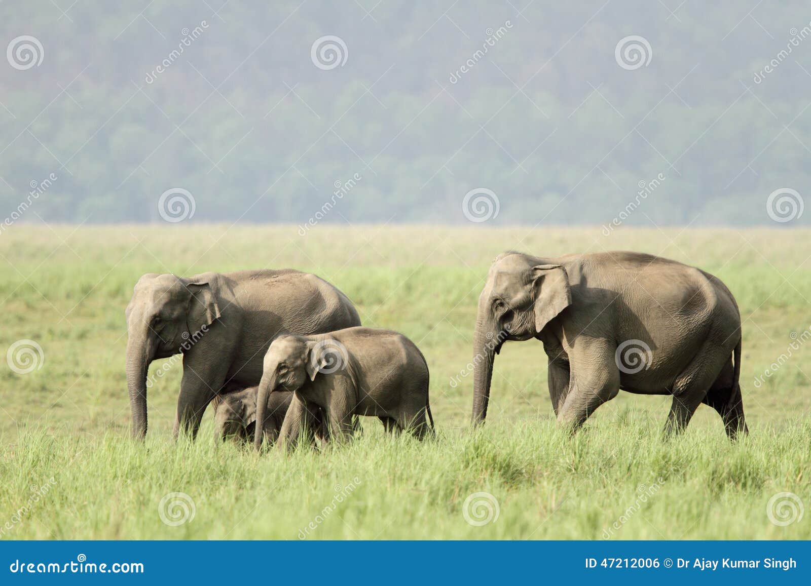 elephants in jim corbett grassland