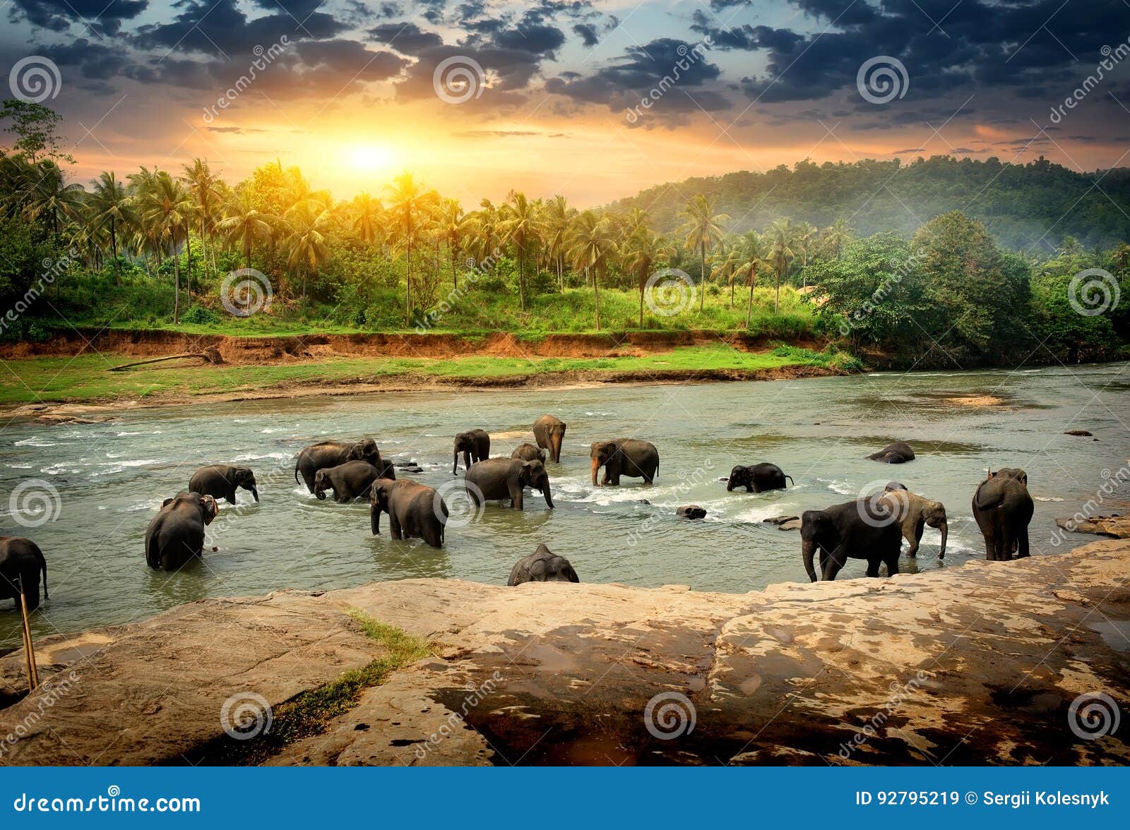 elephants in jungle