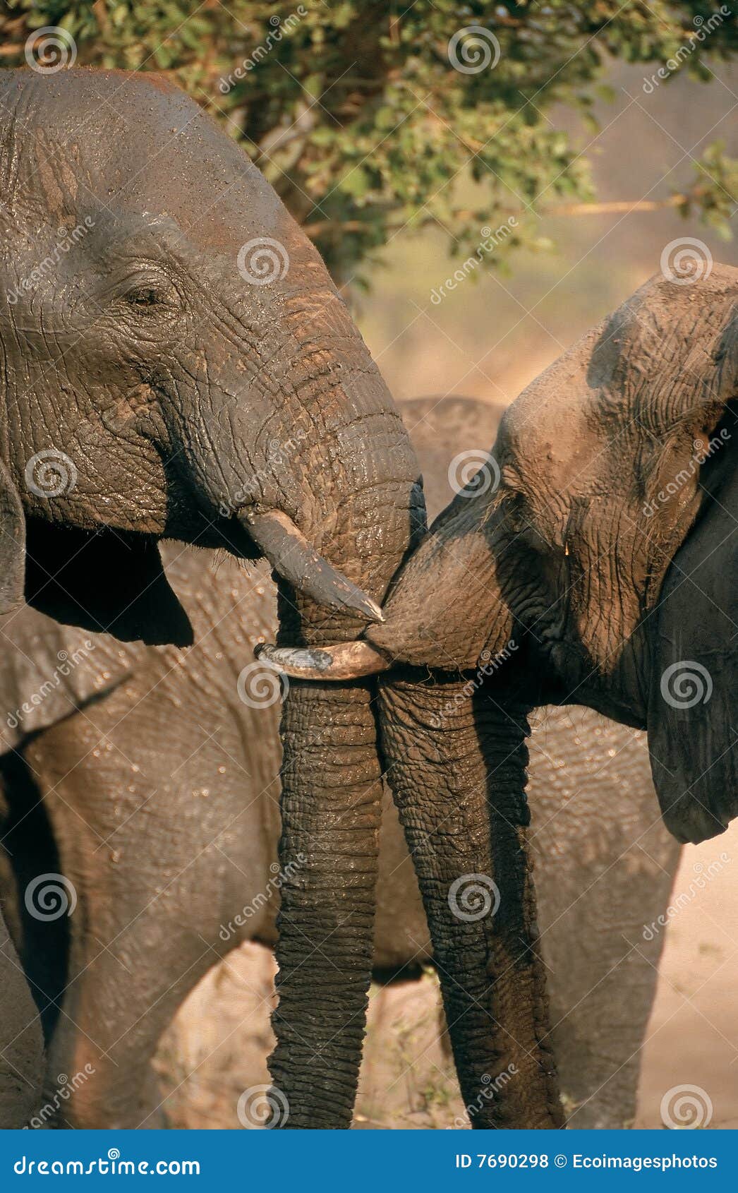Elephants Kissing stock photo. Image of nature, elephant 7690298