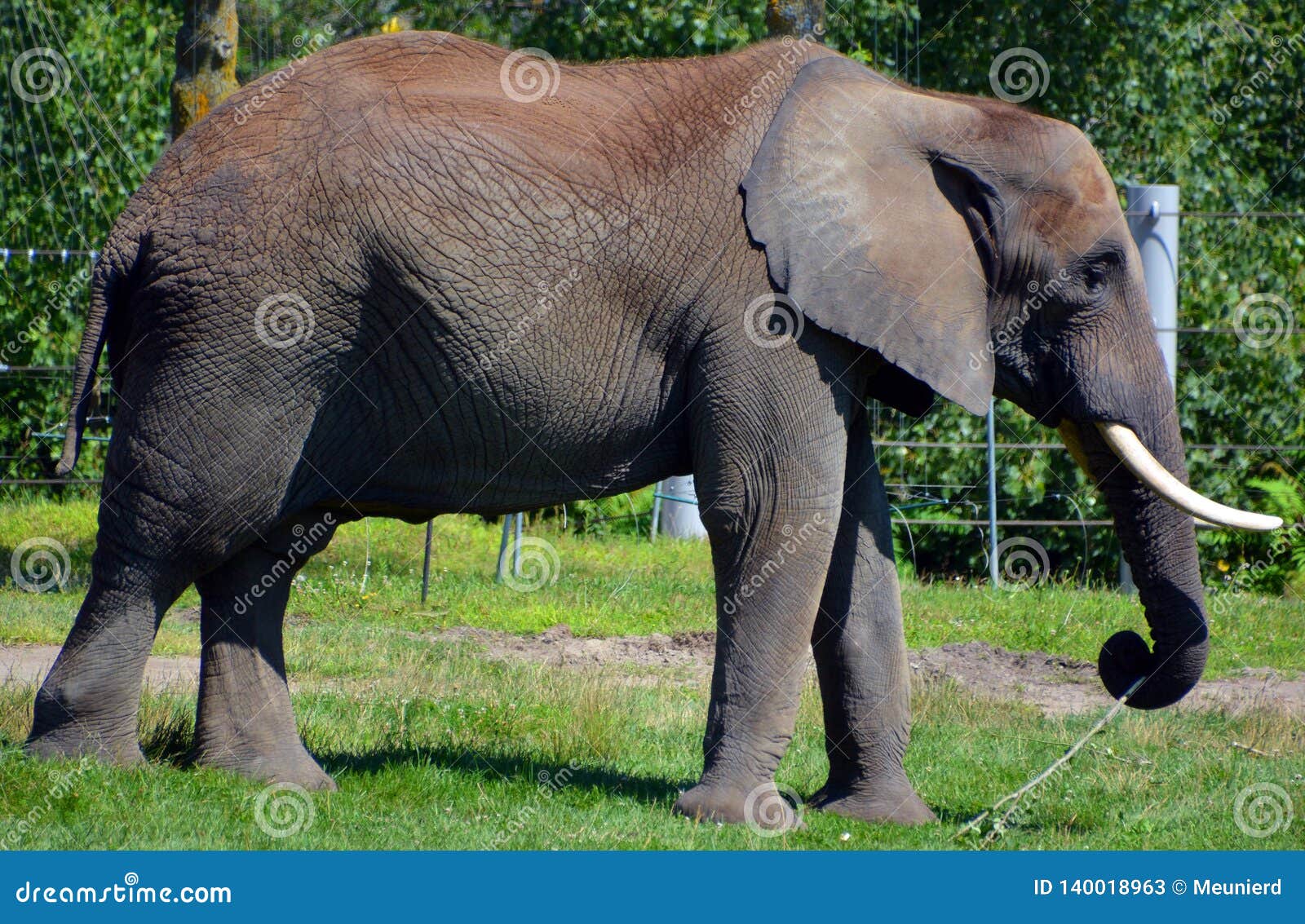 Are Elephants Mammals >> Elephants Are Large Mammals Of The Family Elephantidae Stock Image Are Elephants Mammals >> Elephants Are Large Mammals Of The Family Elephantidae Stock Image