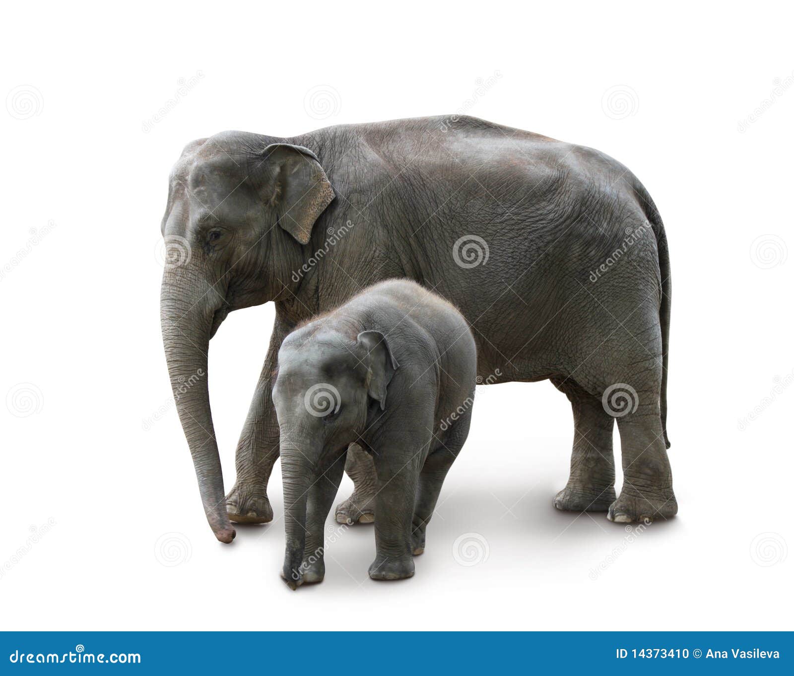 Elephants Mother and Baby, in Zoo Stock Photo Image of path