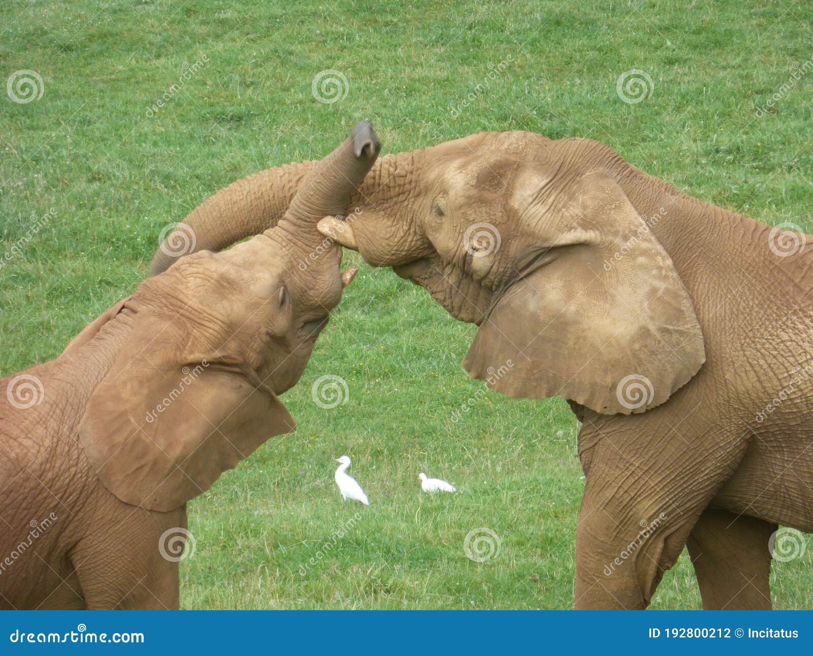 elephants in natural park of cabarceno