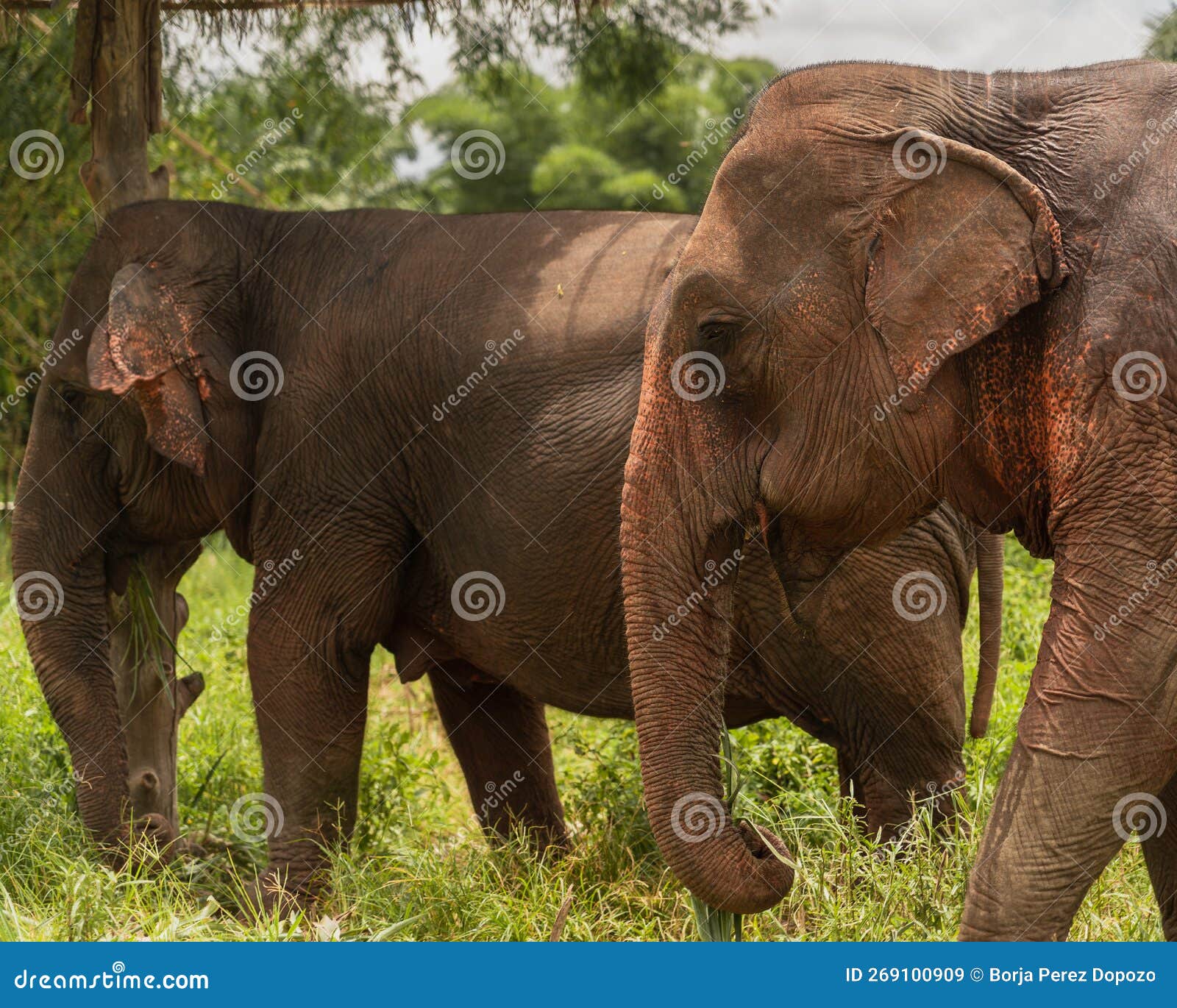 Elephants in the Middle of the Forest, in Nature Walking Stock Image