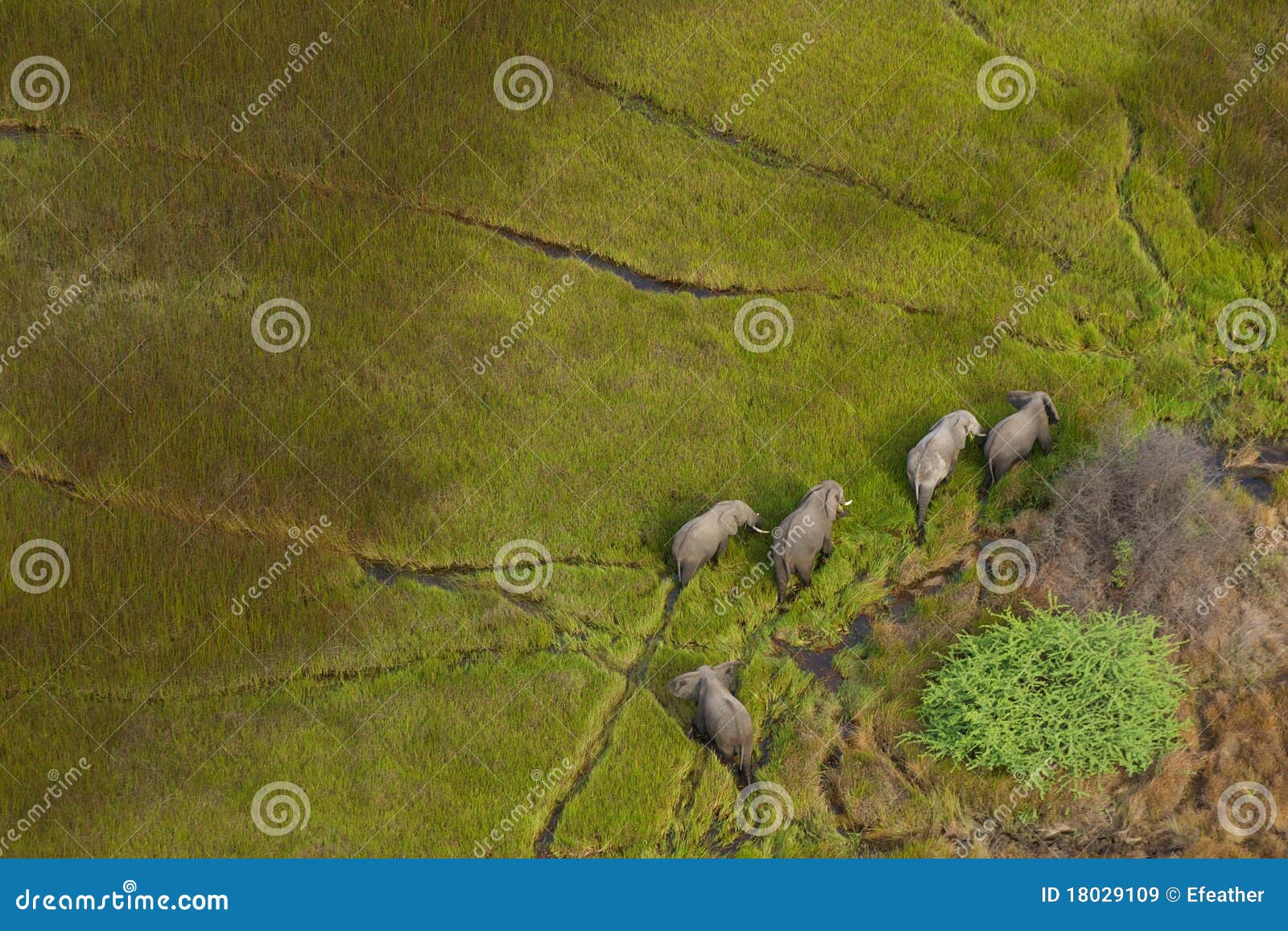 elephants in the okavango delta