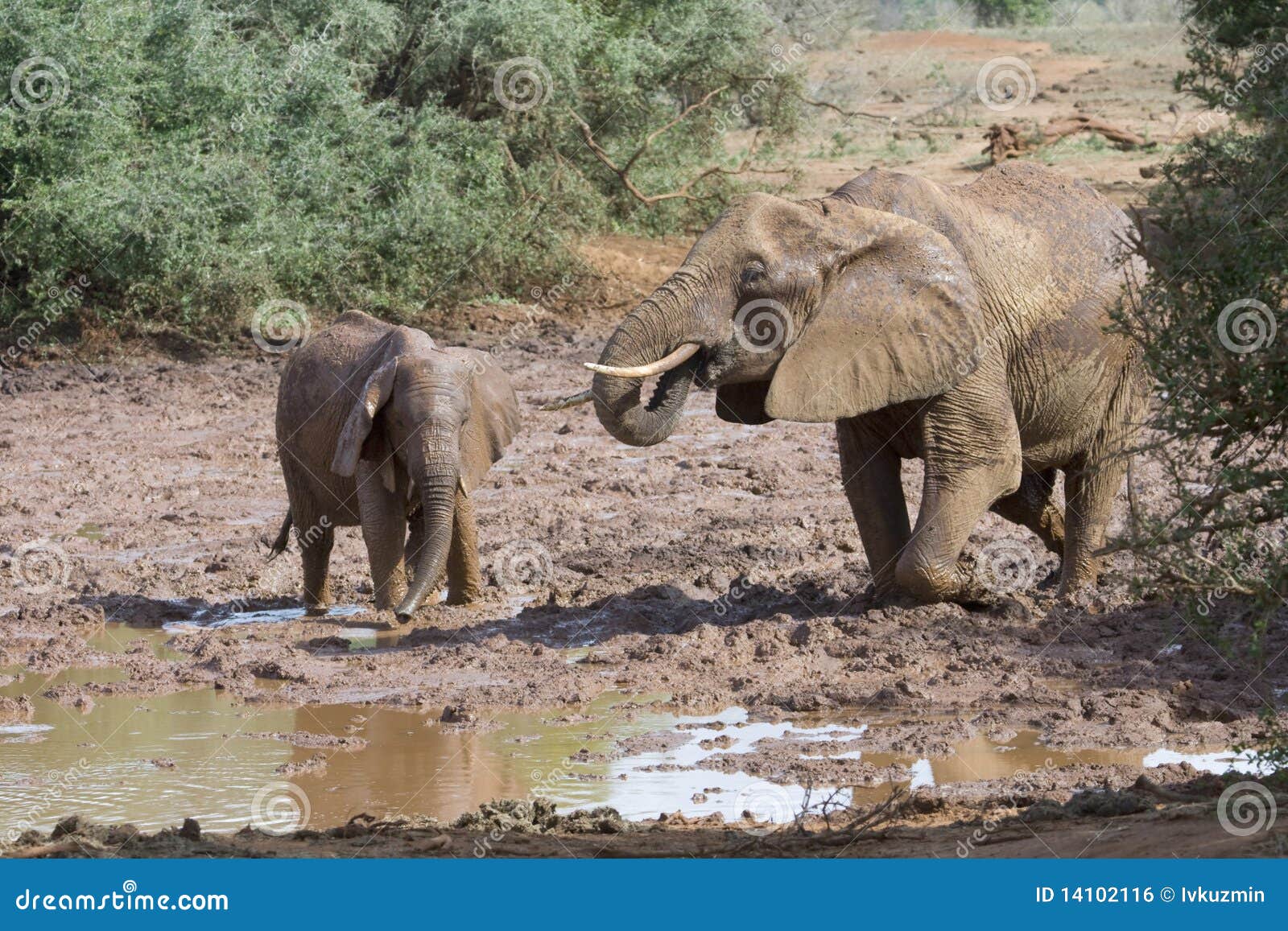 Elephants Playing in the Dirt. Stock Photo Image of dirt, kenya 14102116