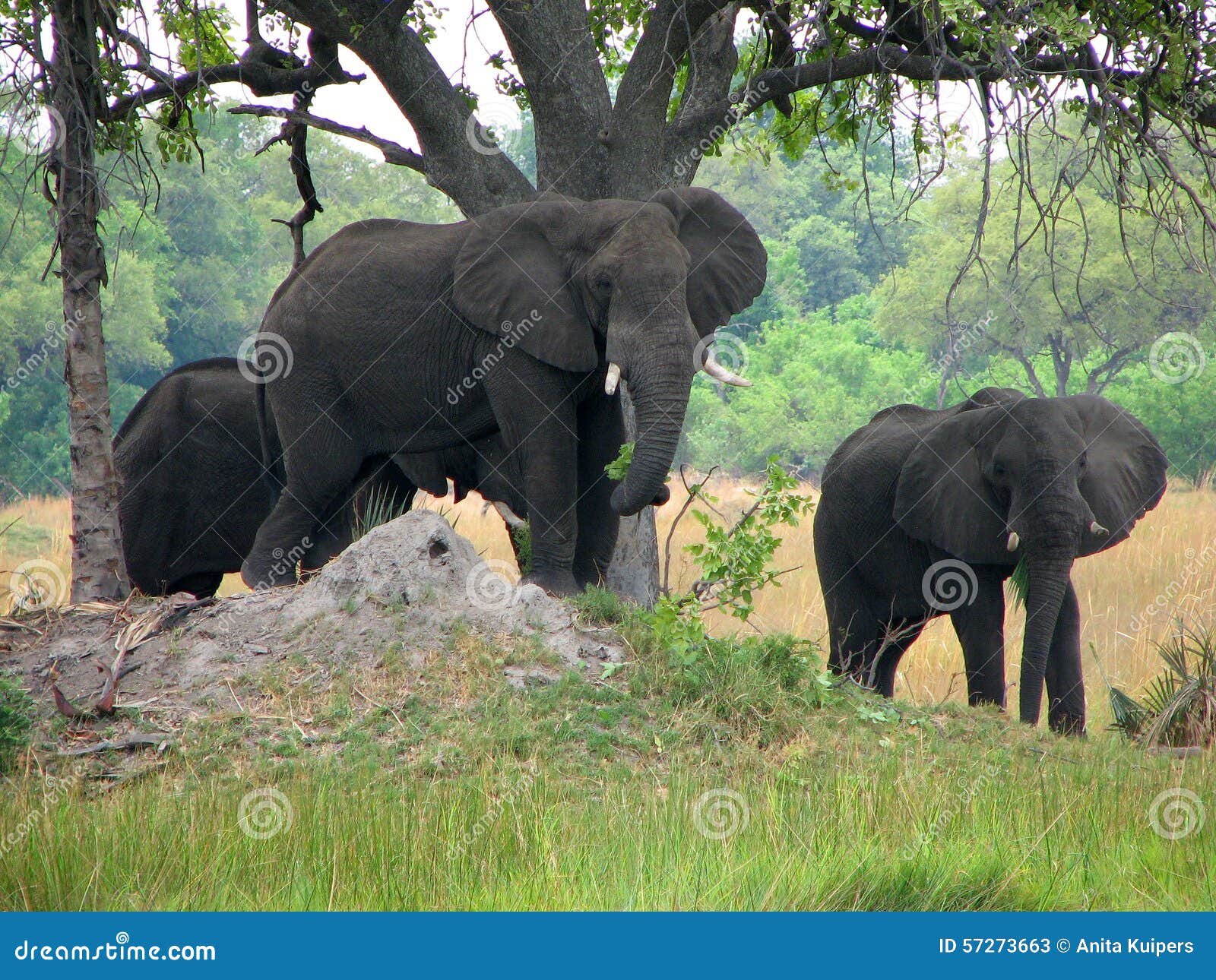 Elephants Seeking Shelter Under Tree Stock Image Image of tusk, elephants 57273663