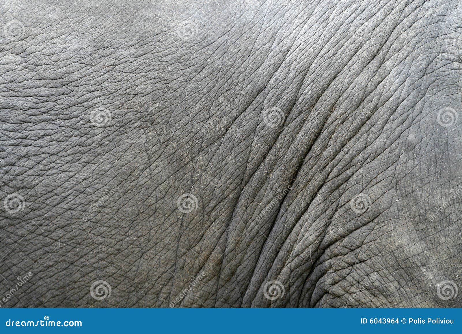 Elephants skin stock photo. Image of honeymoon, mammal 6043964
