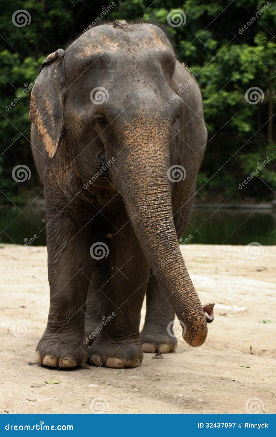 Elephants stock image. Image of natural, alone, postcard 32437097