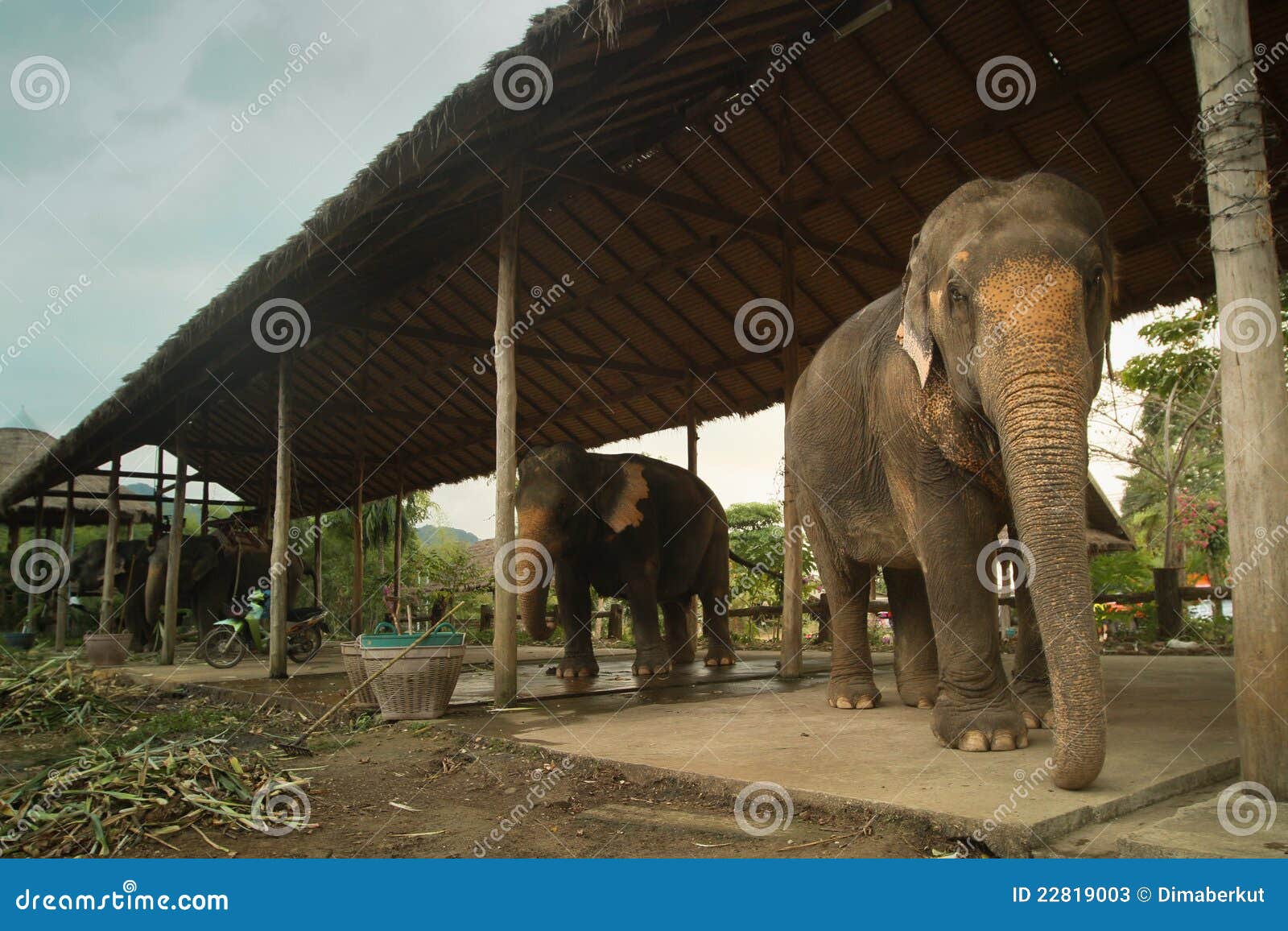 Elephants in a Training Center in Thailand Editorial Stock Photo Image of male, bathing 22819003