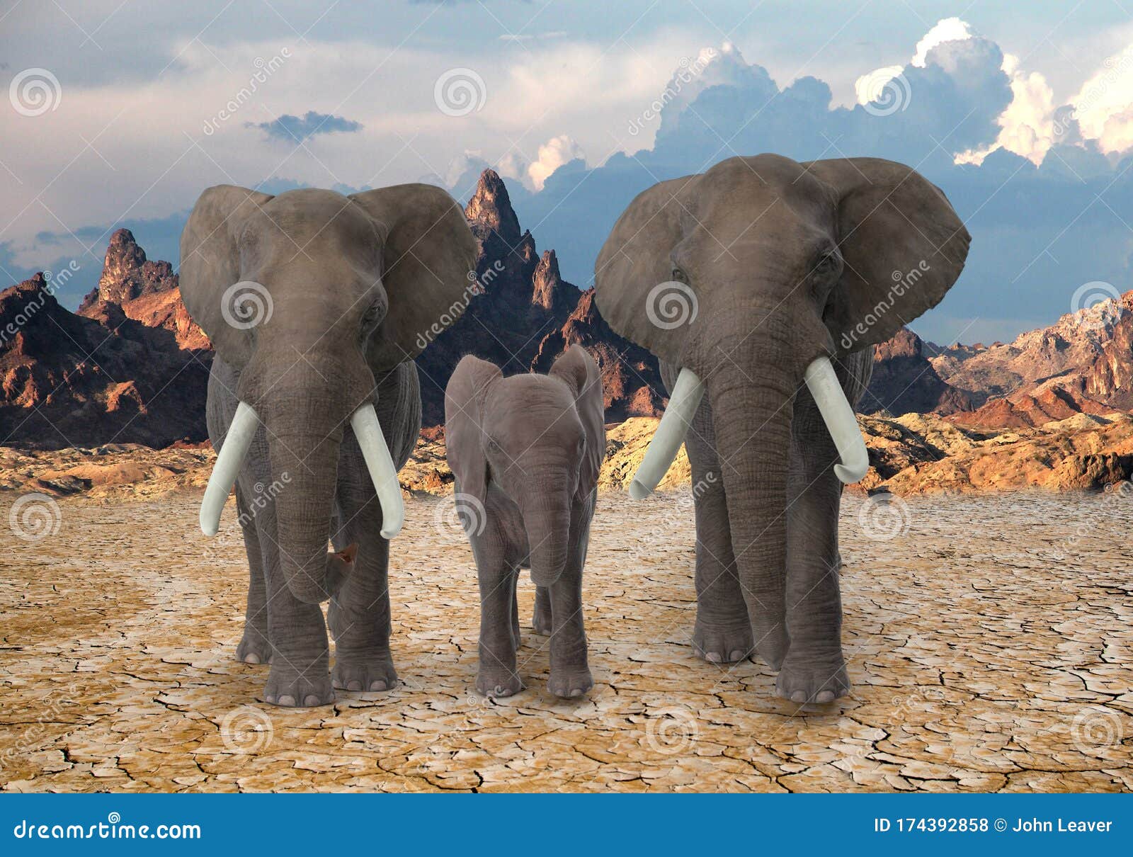 3 Elephants Walking Towards The Camera Stock Photo Image Of Walk Wildlife