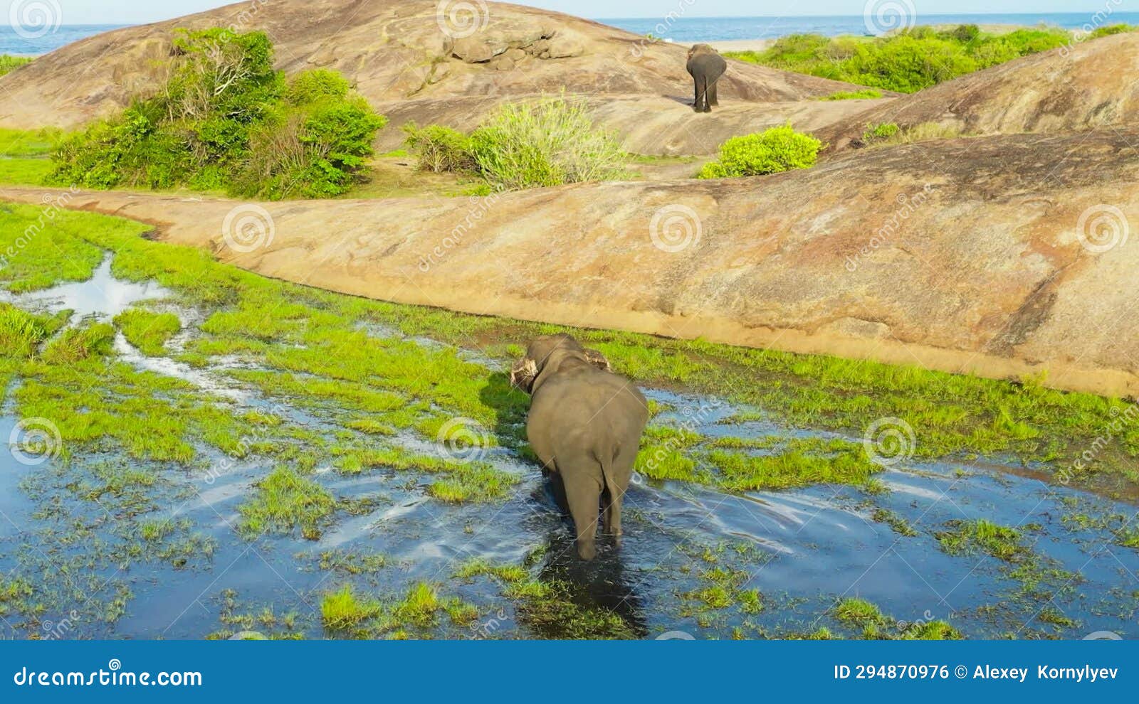 Elephants in the Wild in Sri Lanka. Stock Footage - Video of national