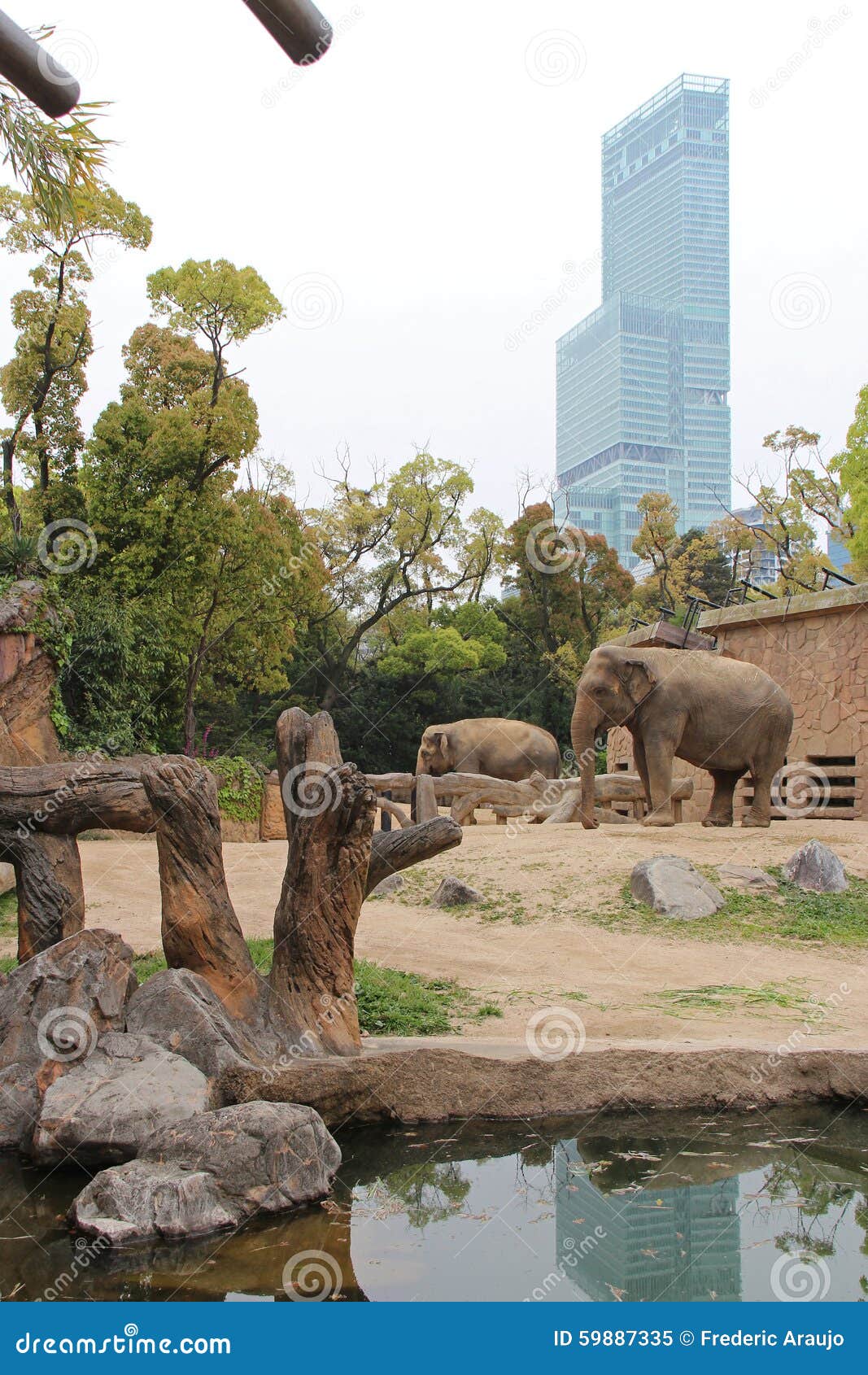 Elephants Zoo of Osaka Japan Stock Image Image of japon, building 59887335