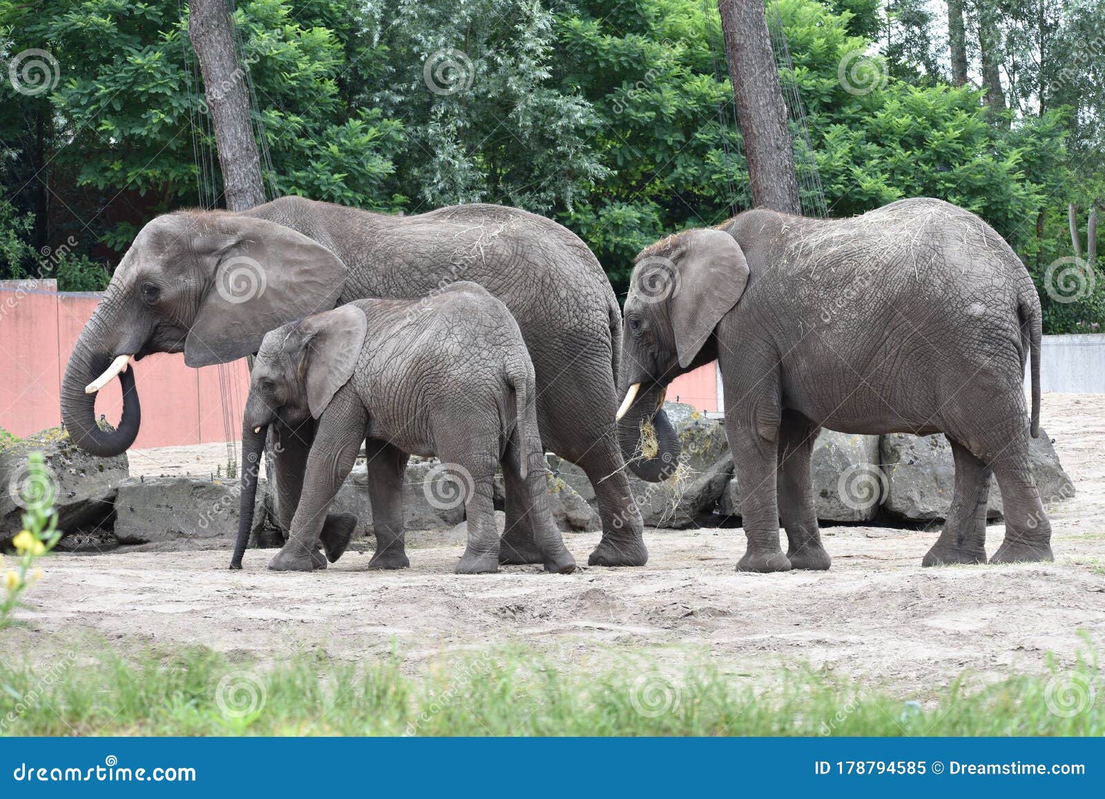 Elephants in a Zoo with Trees in the Background Stock Image Image of