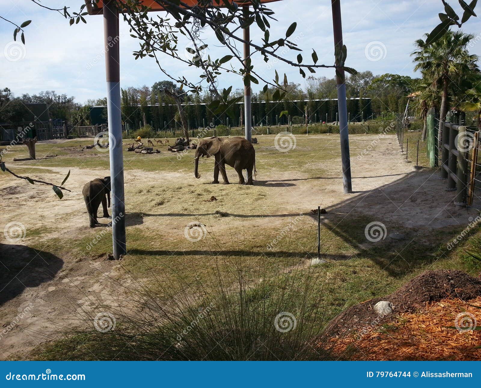 Elephants at Zoo stock photo. Image of enclosure, endangered 79764744