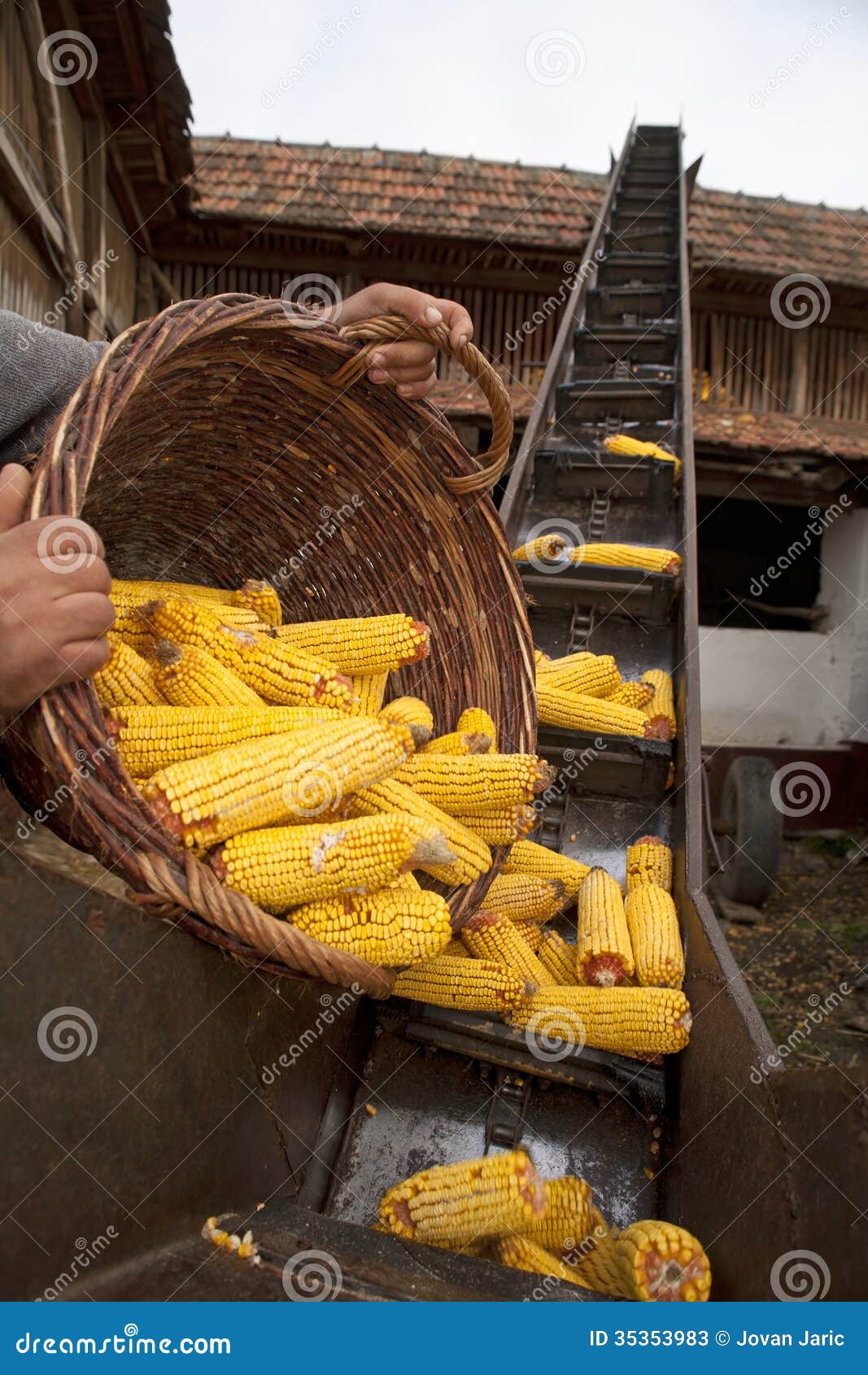 Elevator for Corn Cobs with Basket Stock Image Image of field, agriculture 35353983