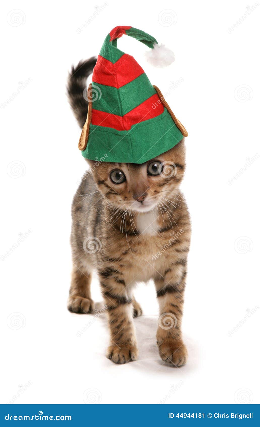 cat elf hat