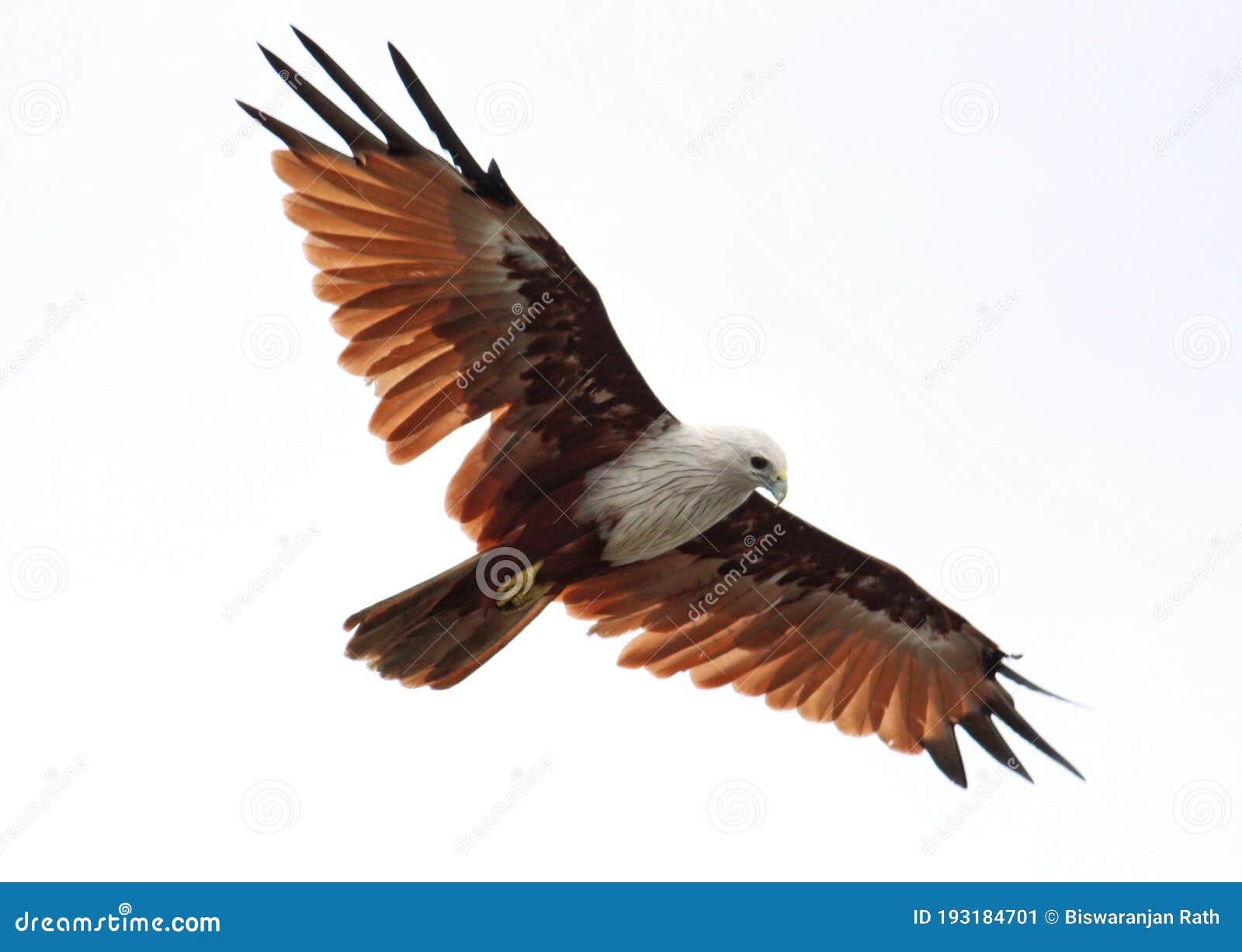 Eligant Brown Eagle Flying and Hunting with Full Wing Open in Blue Sky  Background Birds of Prey Wildlife Photography Wallpaper Stock Image - Image  of brown, wallpaper: 193184701