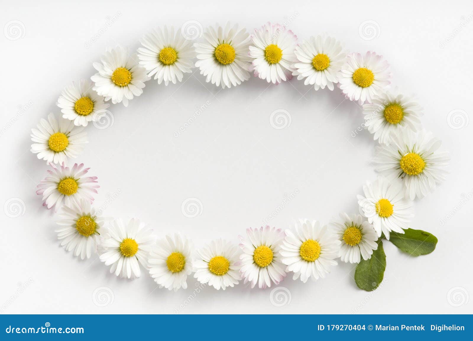 elipse-d frame made of fresh white-yellow daisy flowers on white background.