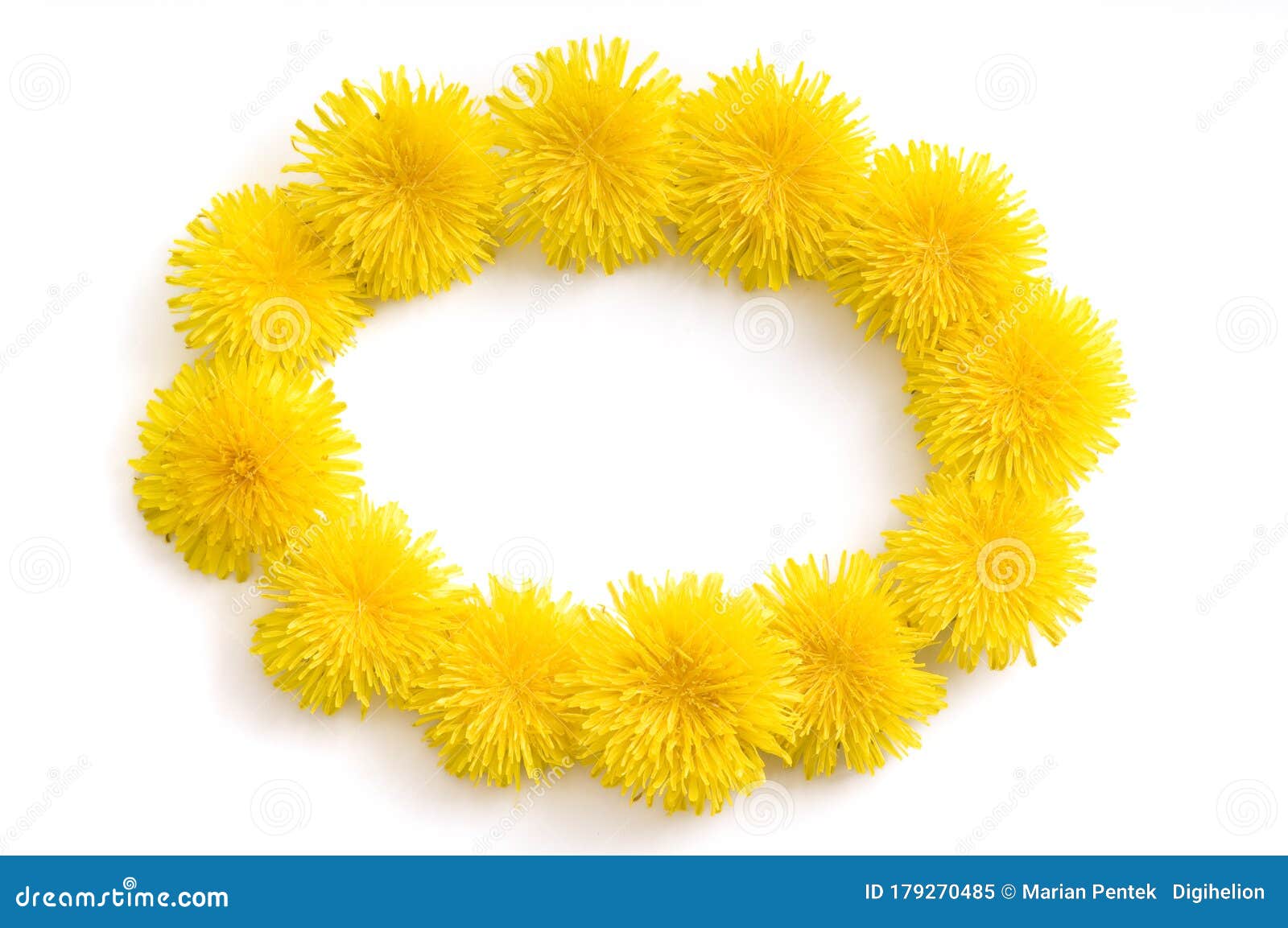 elipse-d frame made of fresh yellow dandelion flowers on white background.