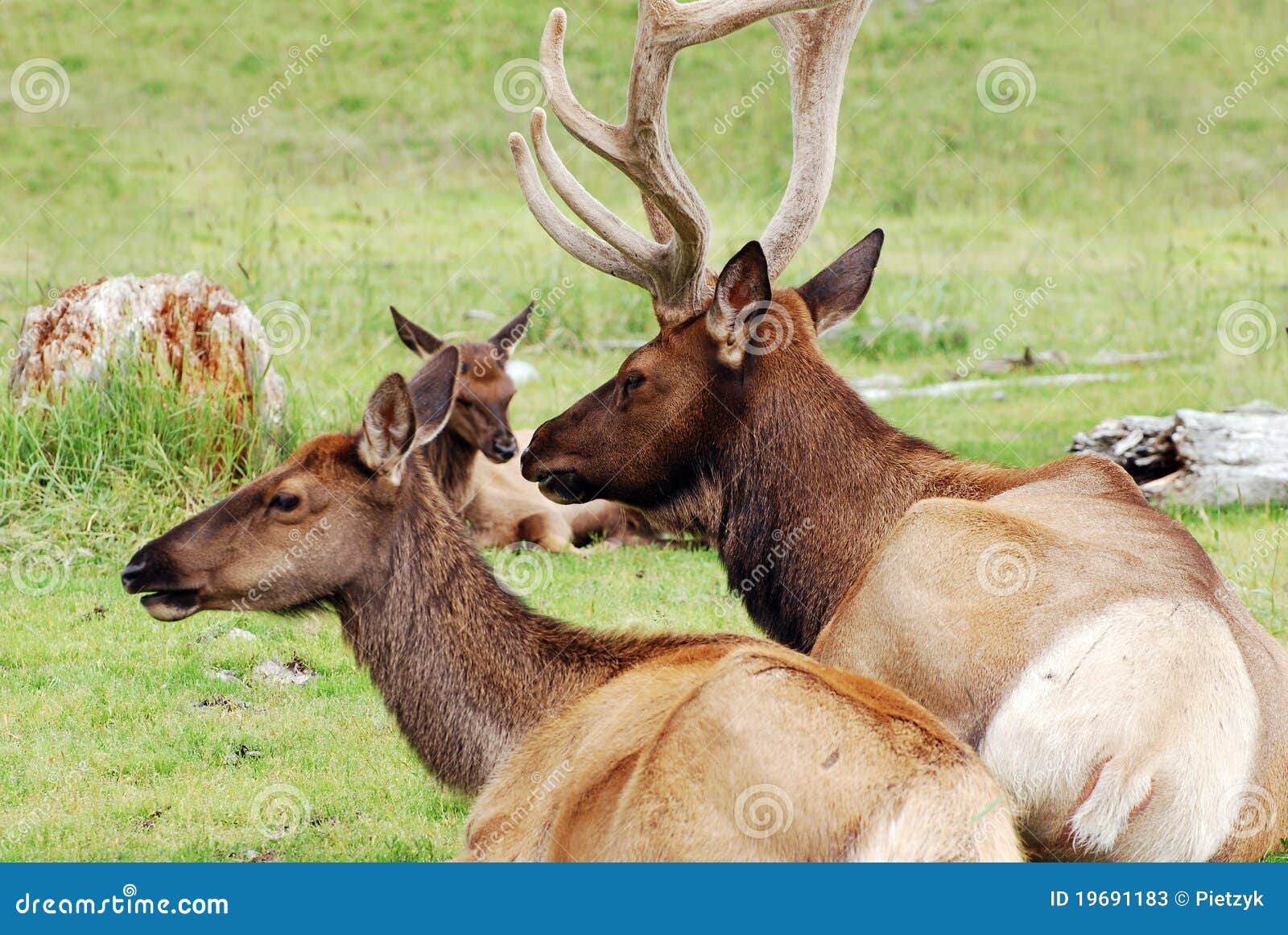 Elk in Alaska stock image. Image of hunter, couple, bull 19691183
