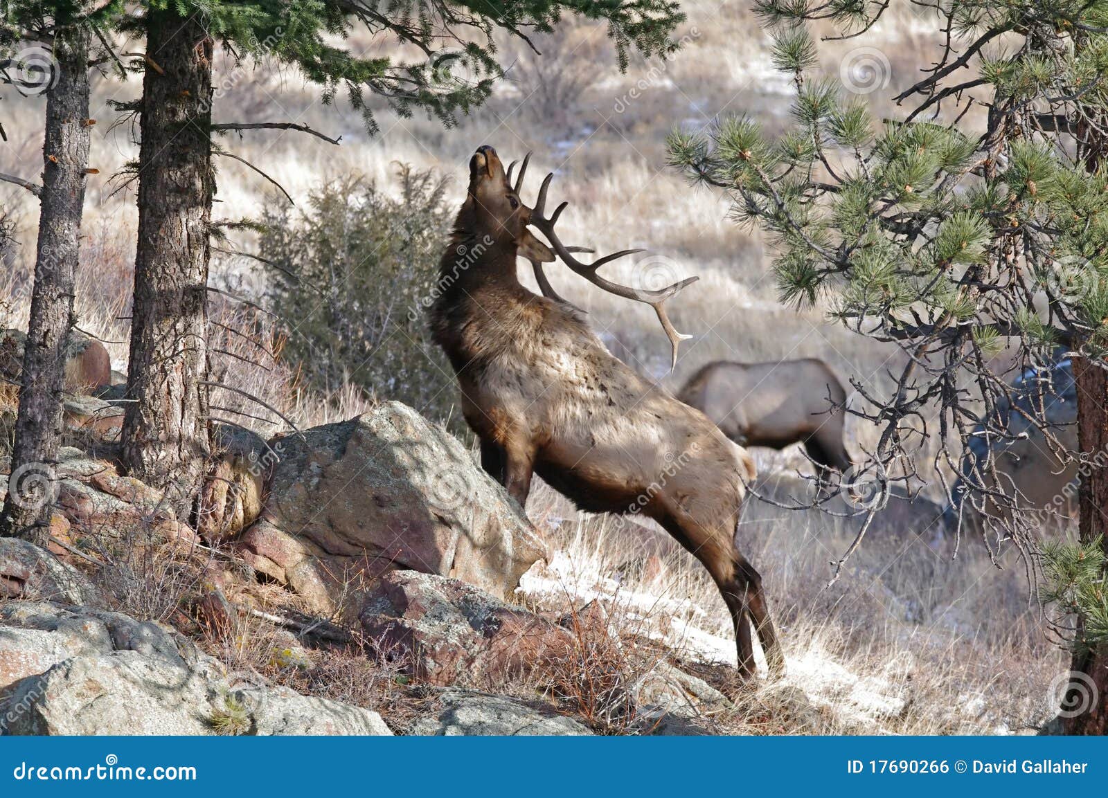 elk with antlers