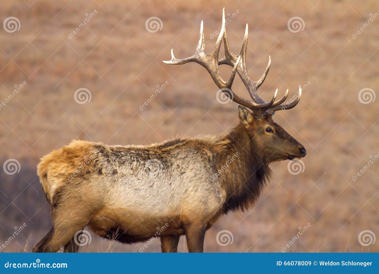 Elk with antlers stock image. Image of deer, mammal, kansas 66078009