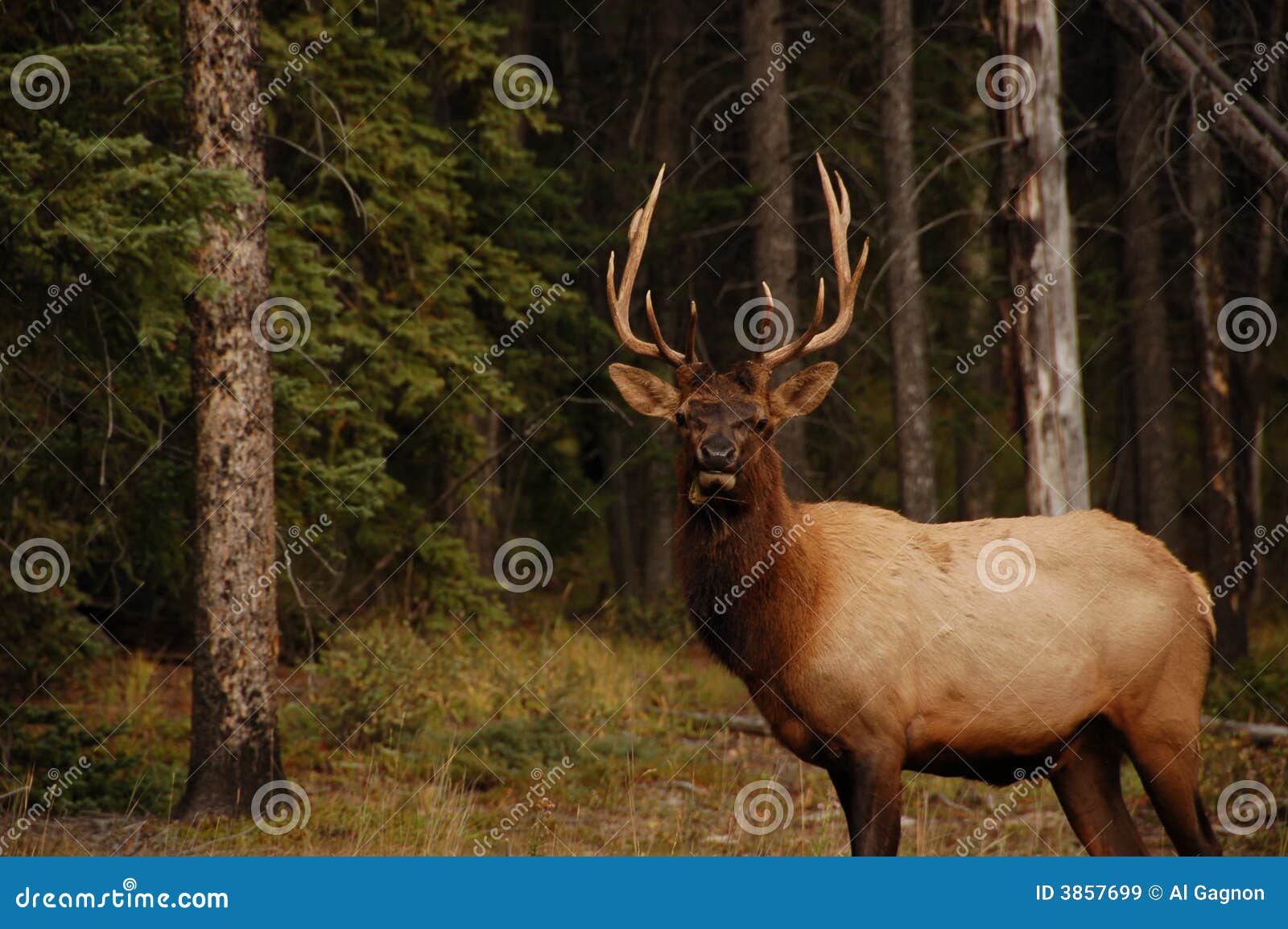 elk in banff alberta