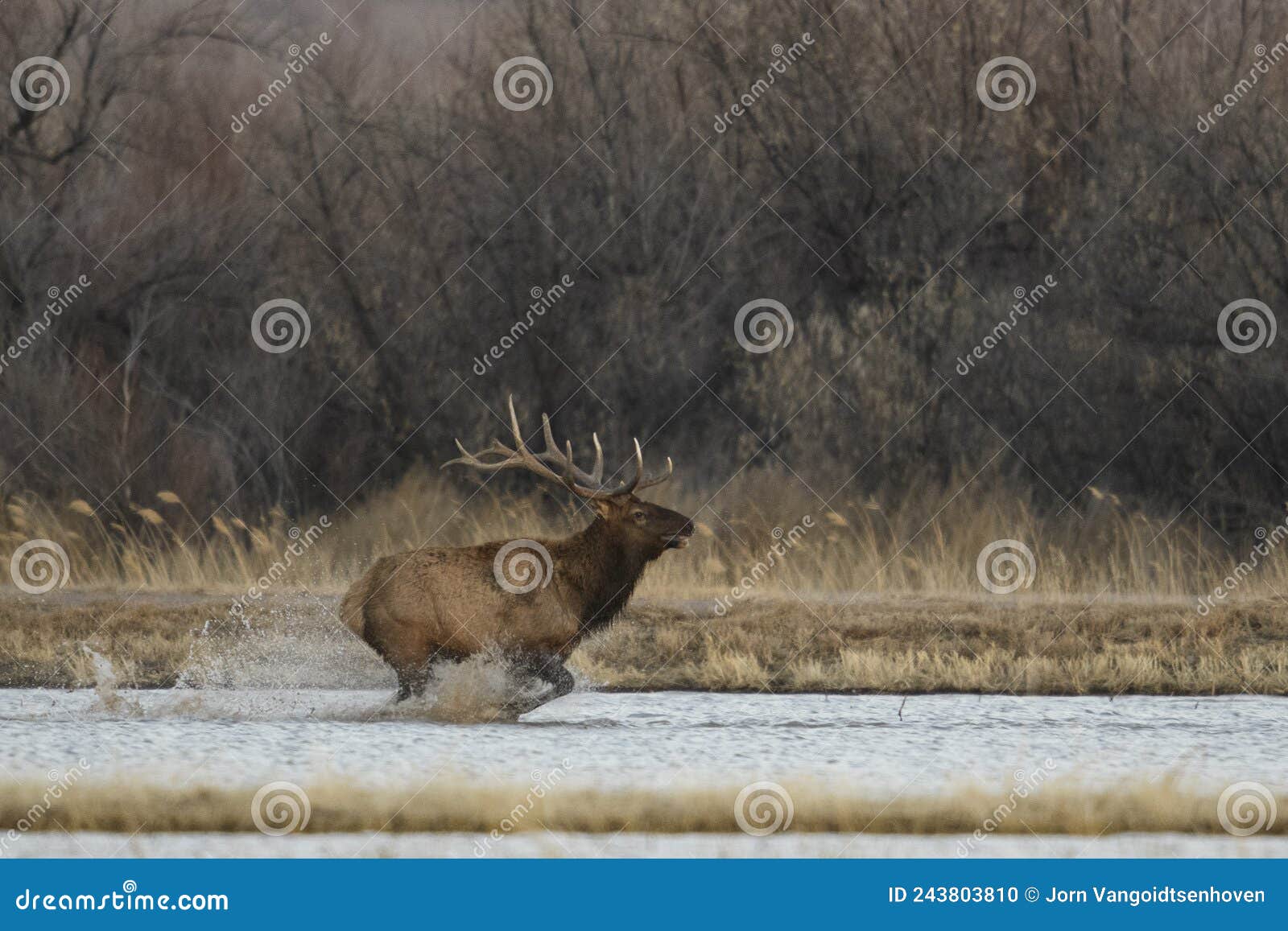 elk at bosque del apache nwr